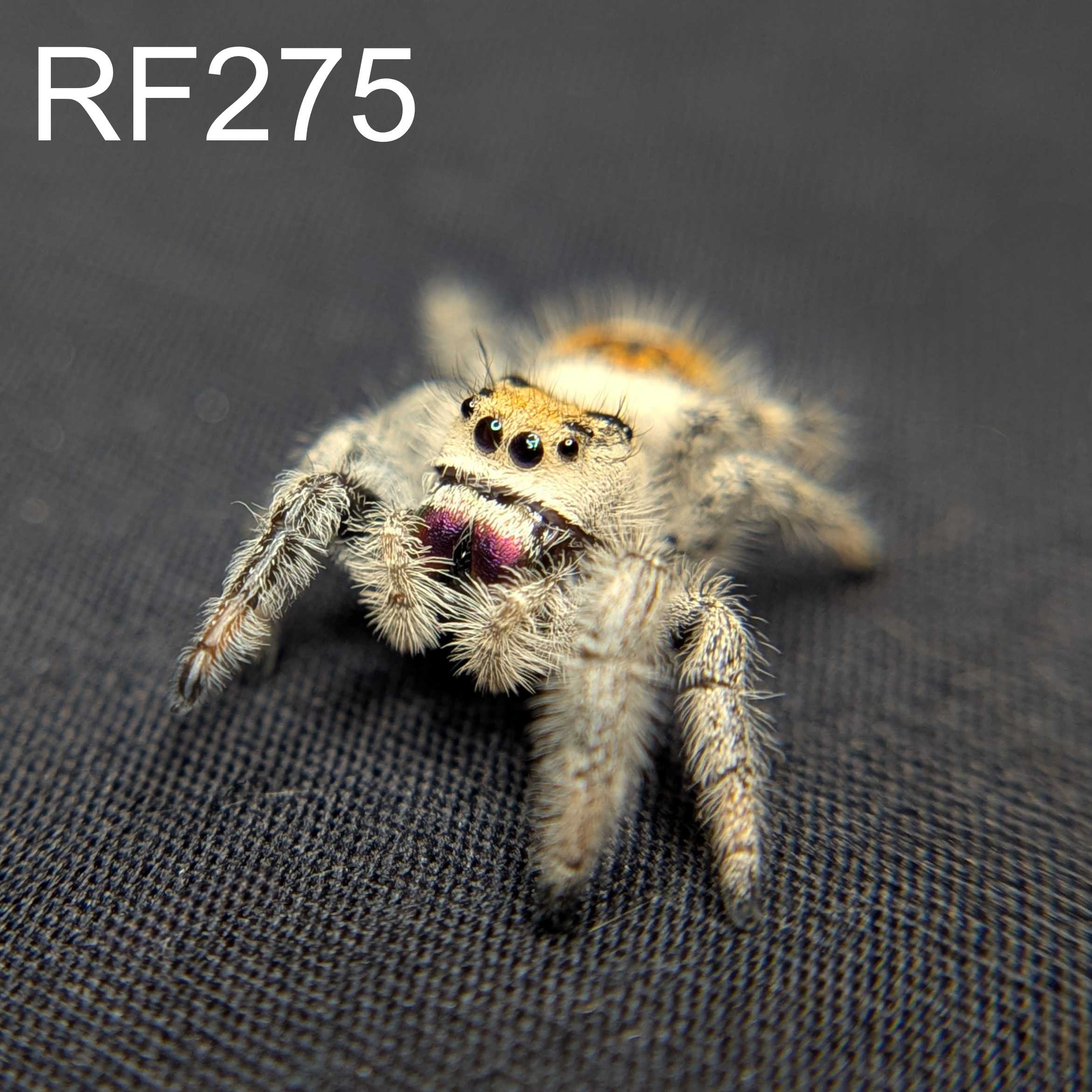 Regal Jumping Spider "Pinkberry"