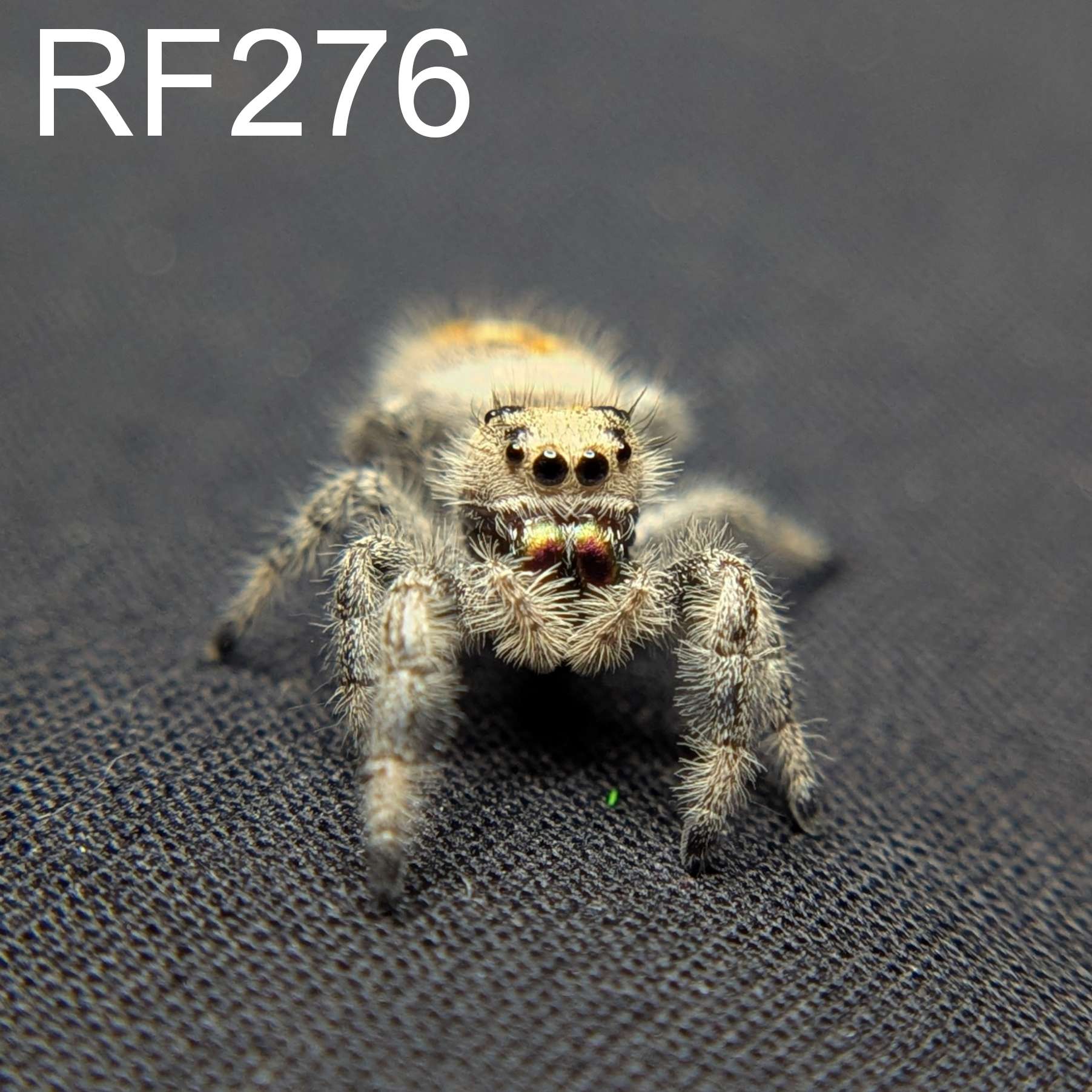 Regal Jumping Spider "Halo"