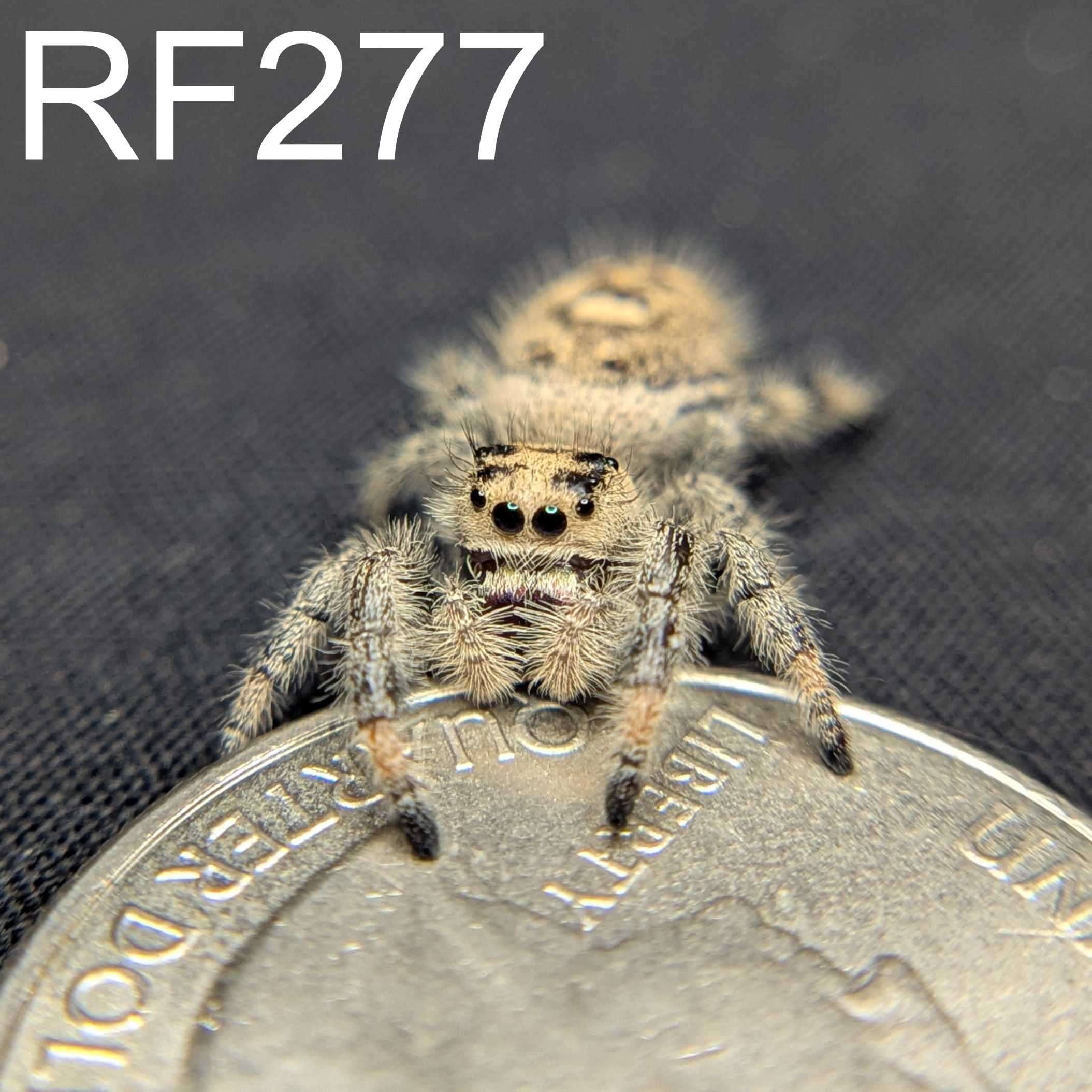 Regal Jumping Spider "Gumdrop"
