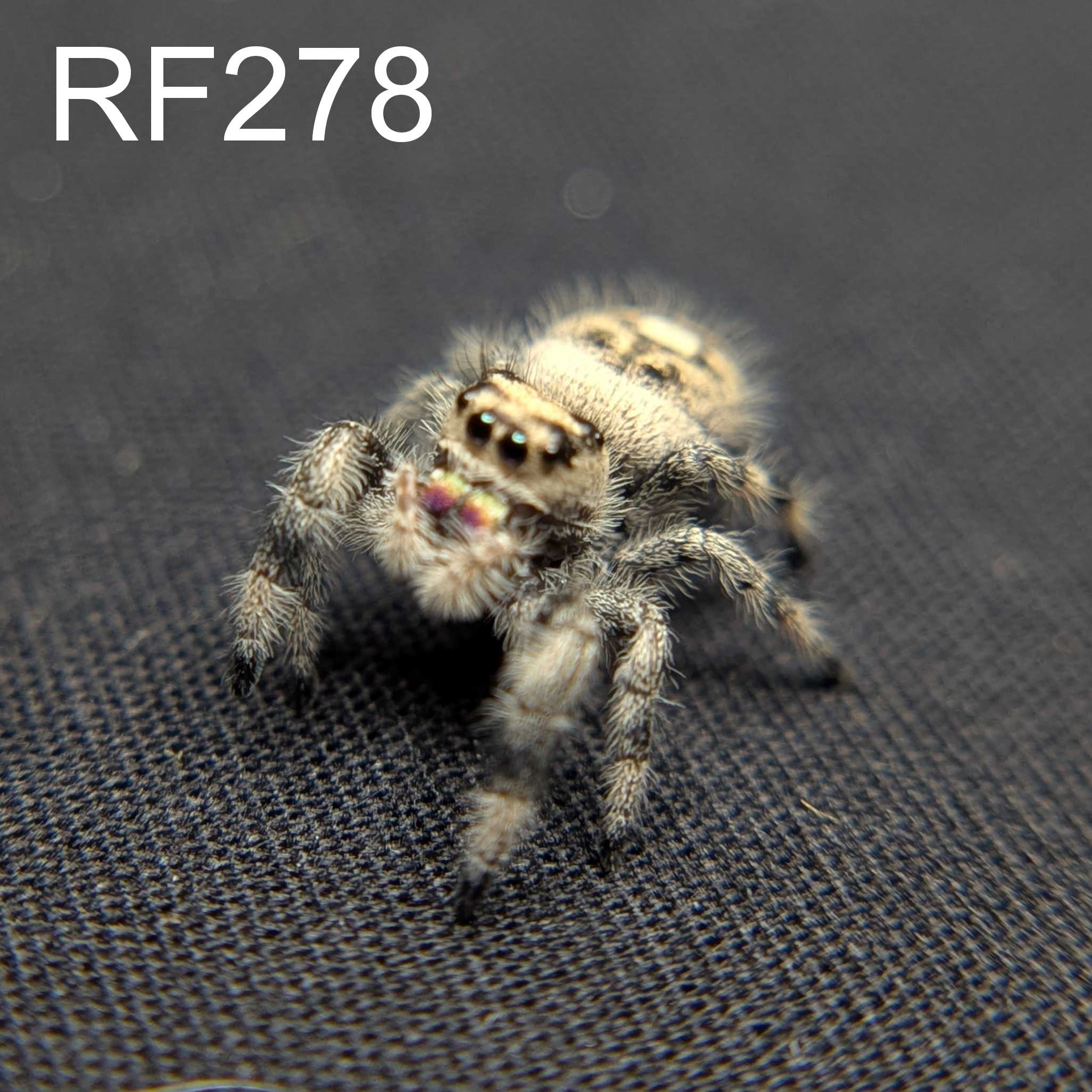 Regal Jumping Spider "Berry Puff"