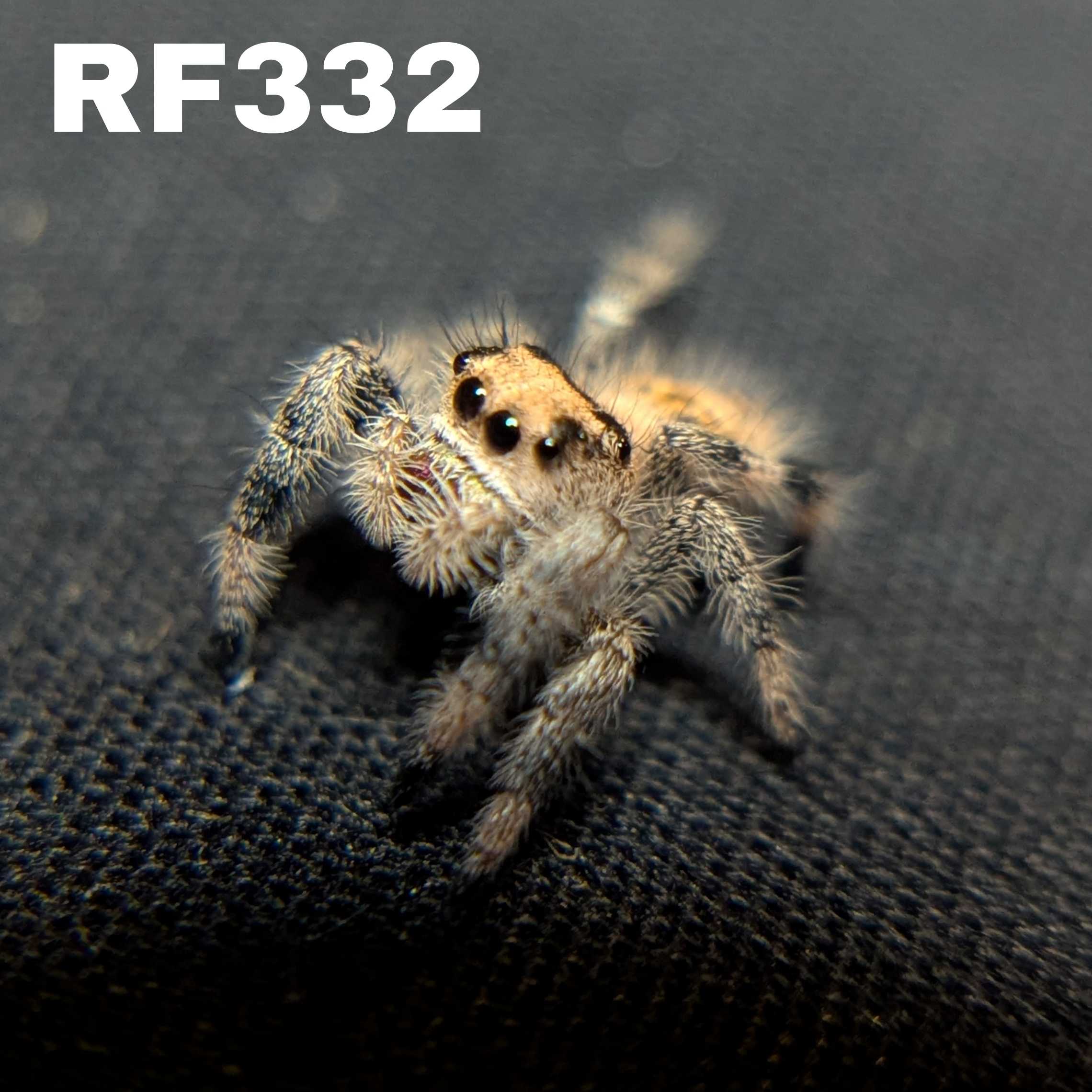 Regal Jumping Spider "Hex"