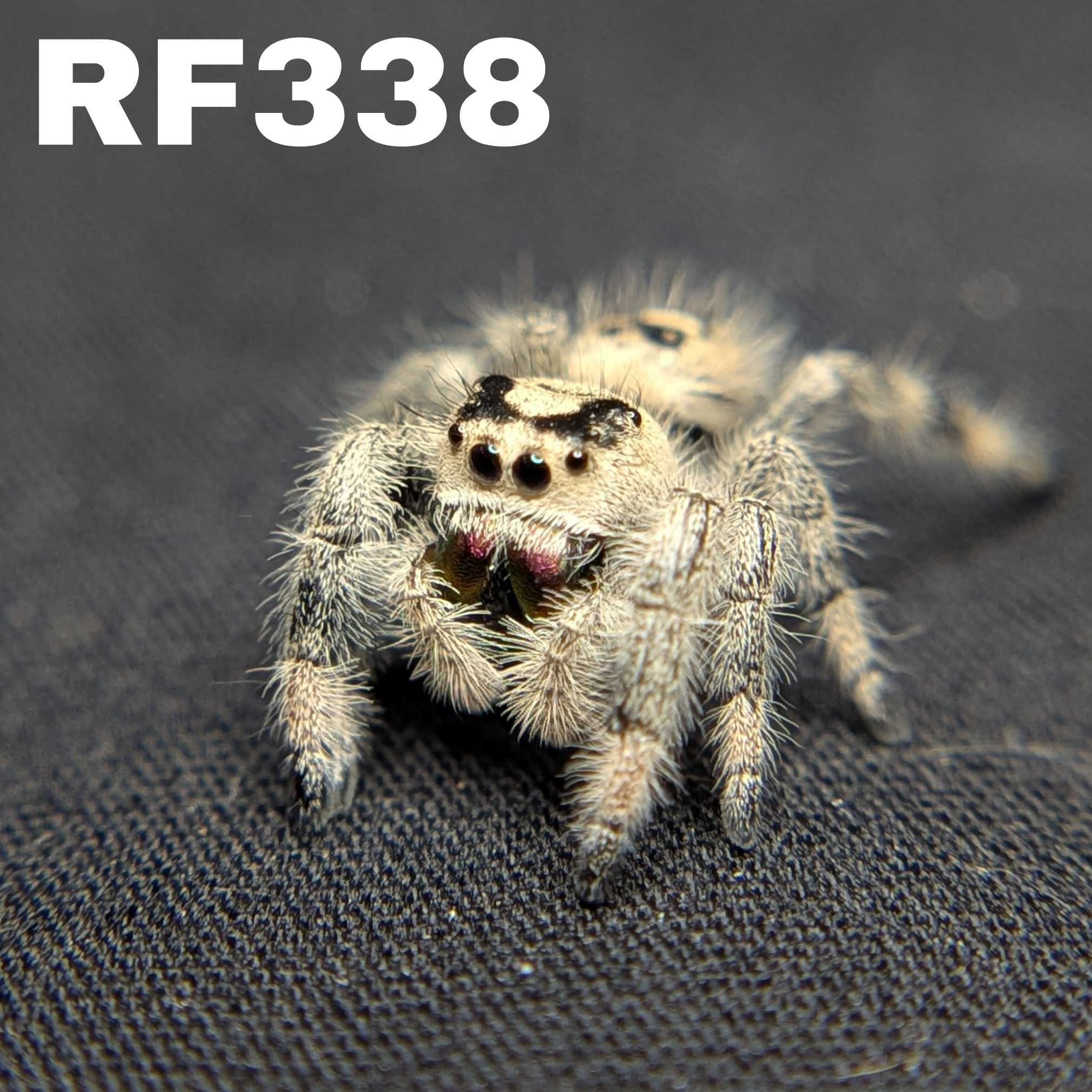 Regal Jumping Spider "Snow White"
