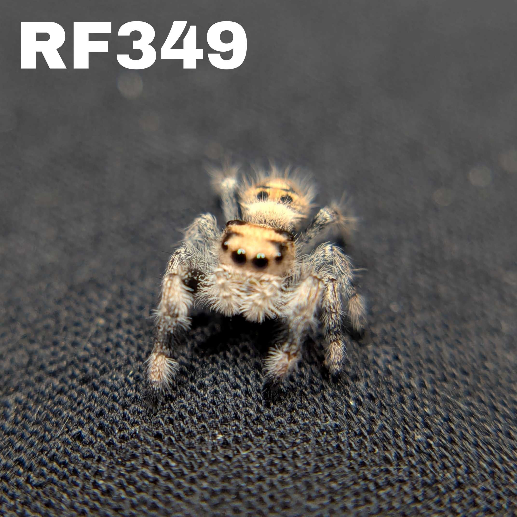 Regal Jumping Spider "Honey Bun"