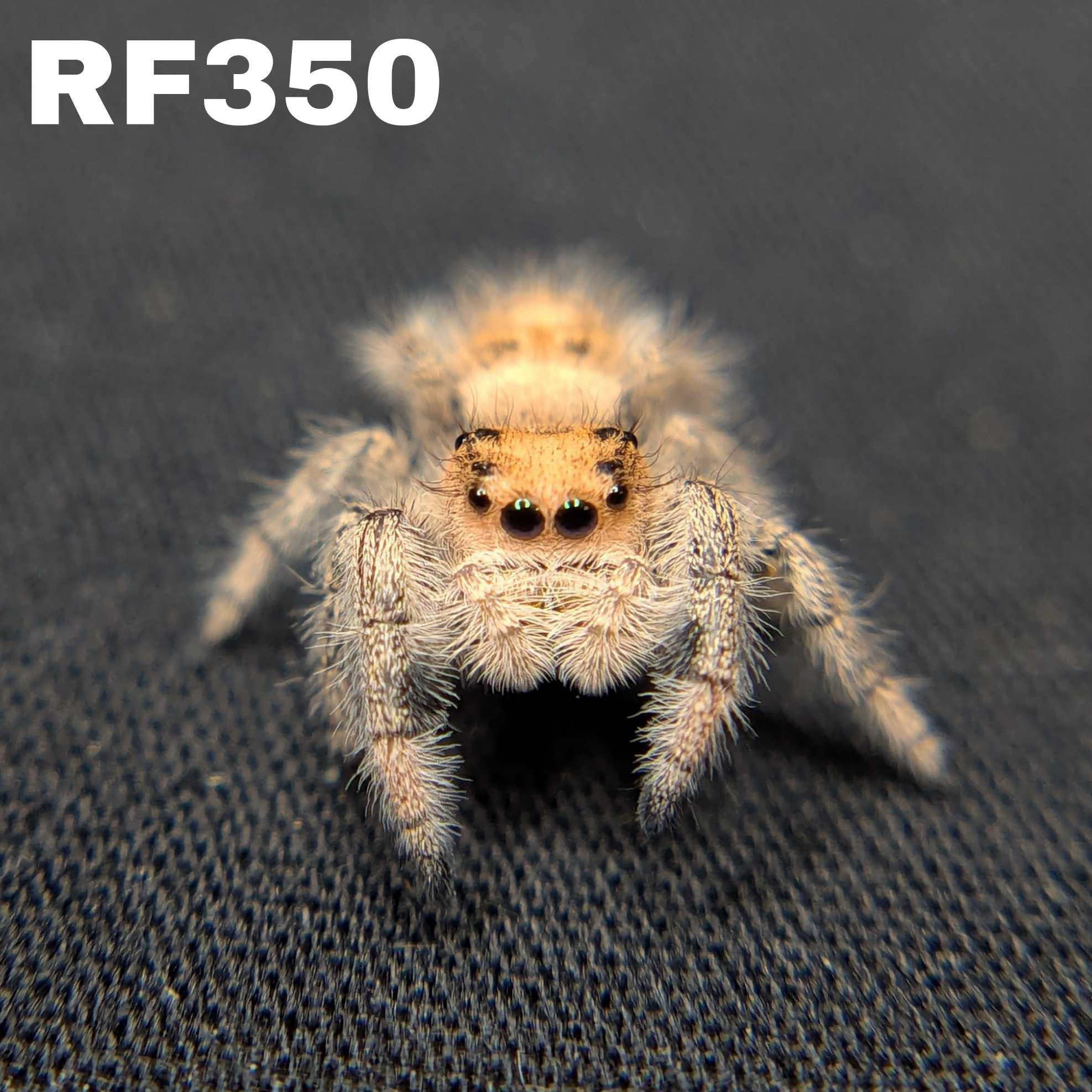 Regal Jumping Spider "Punkin"