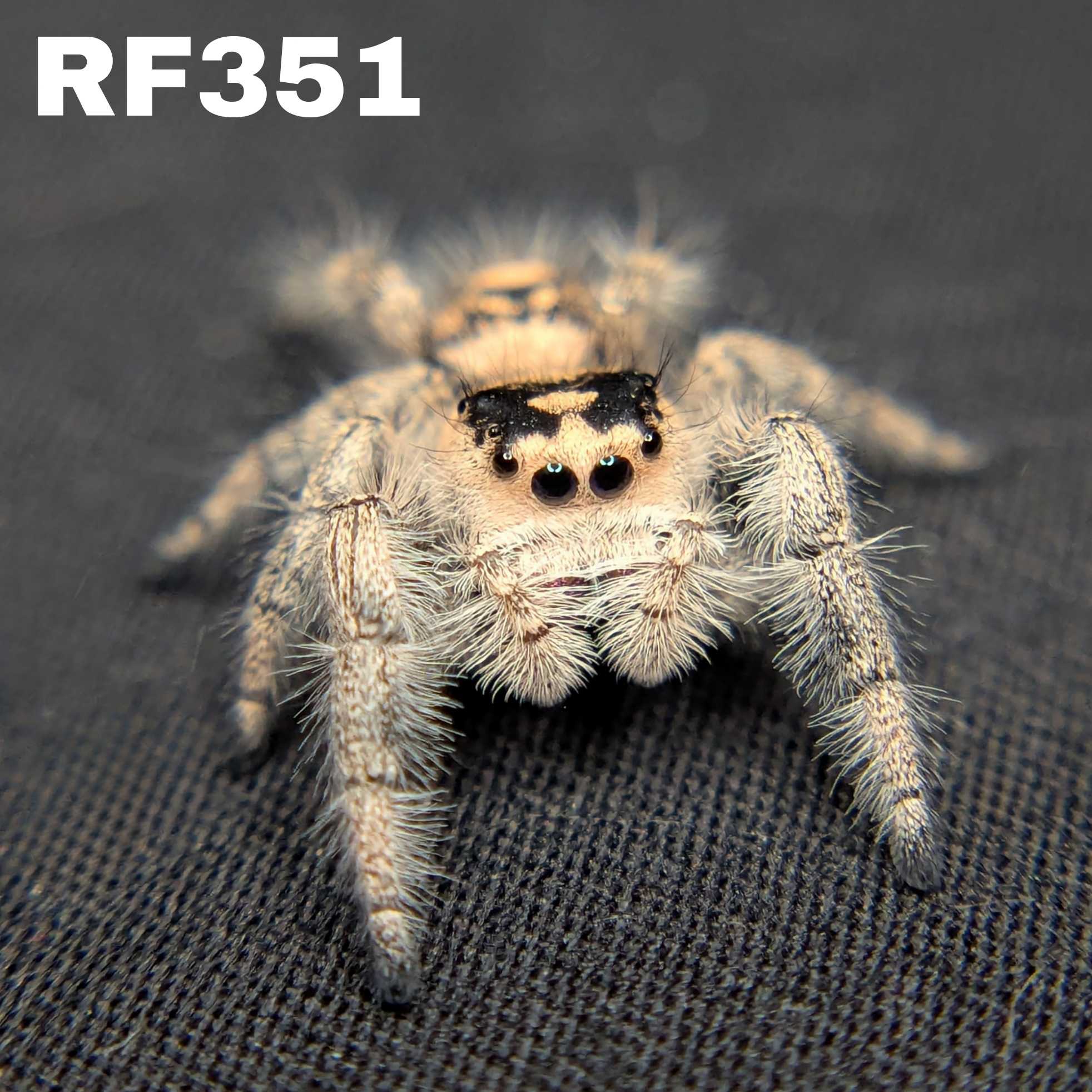 Regal Jumping Spider "Hocus"