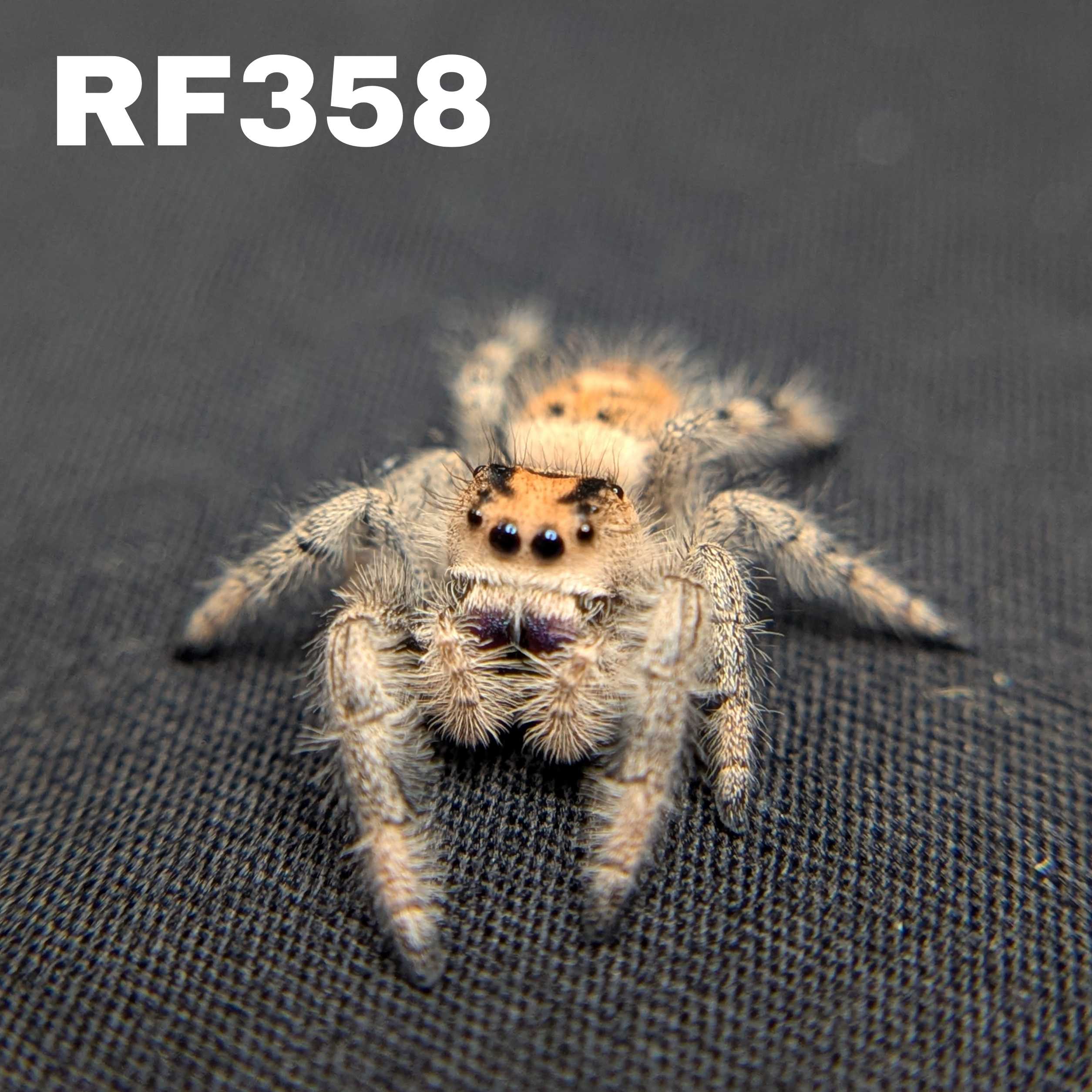 Regal Jumping Spider "Charm"