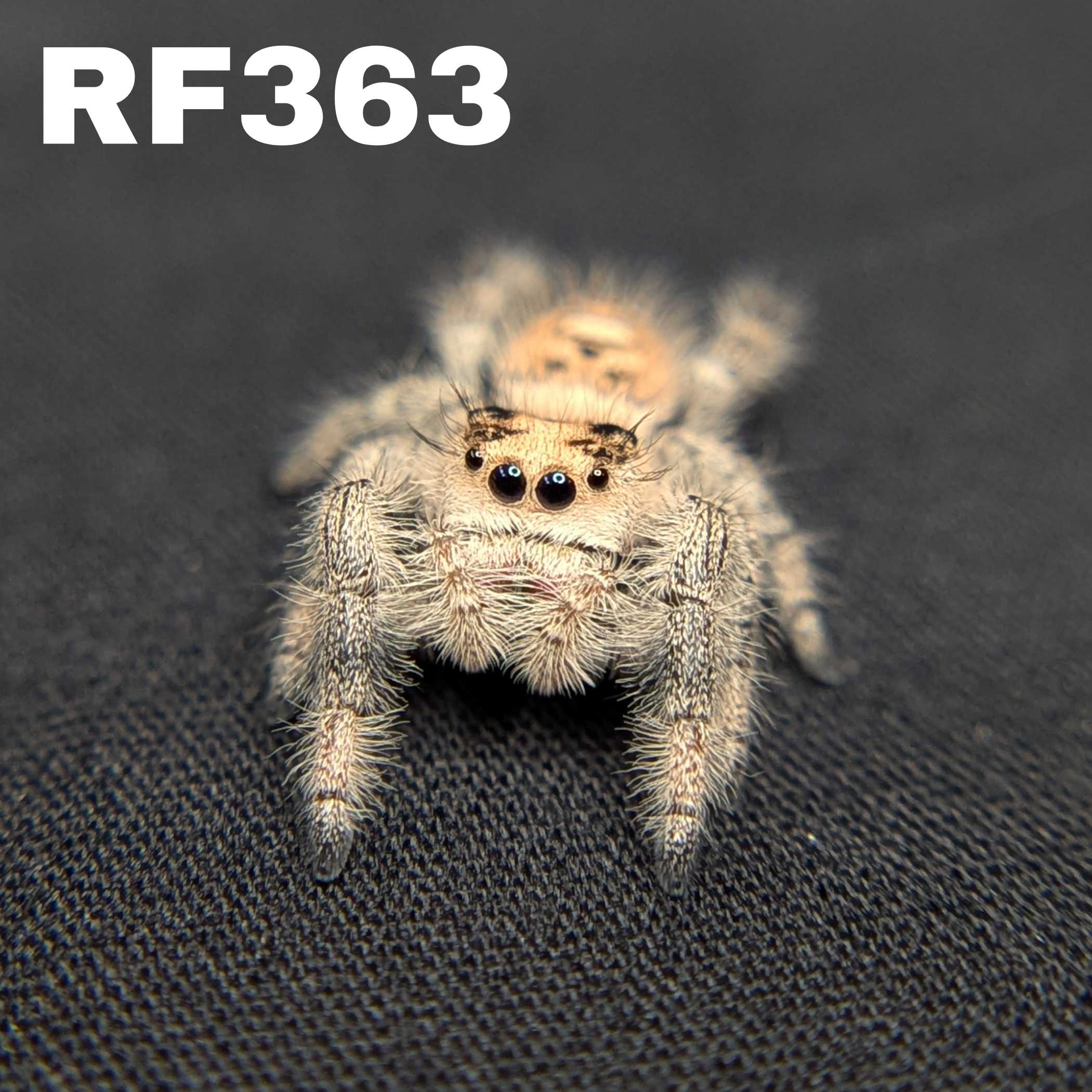 Regal Jumping Spider "Powder"