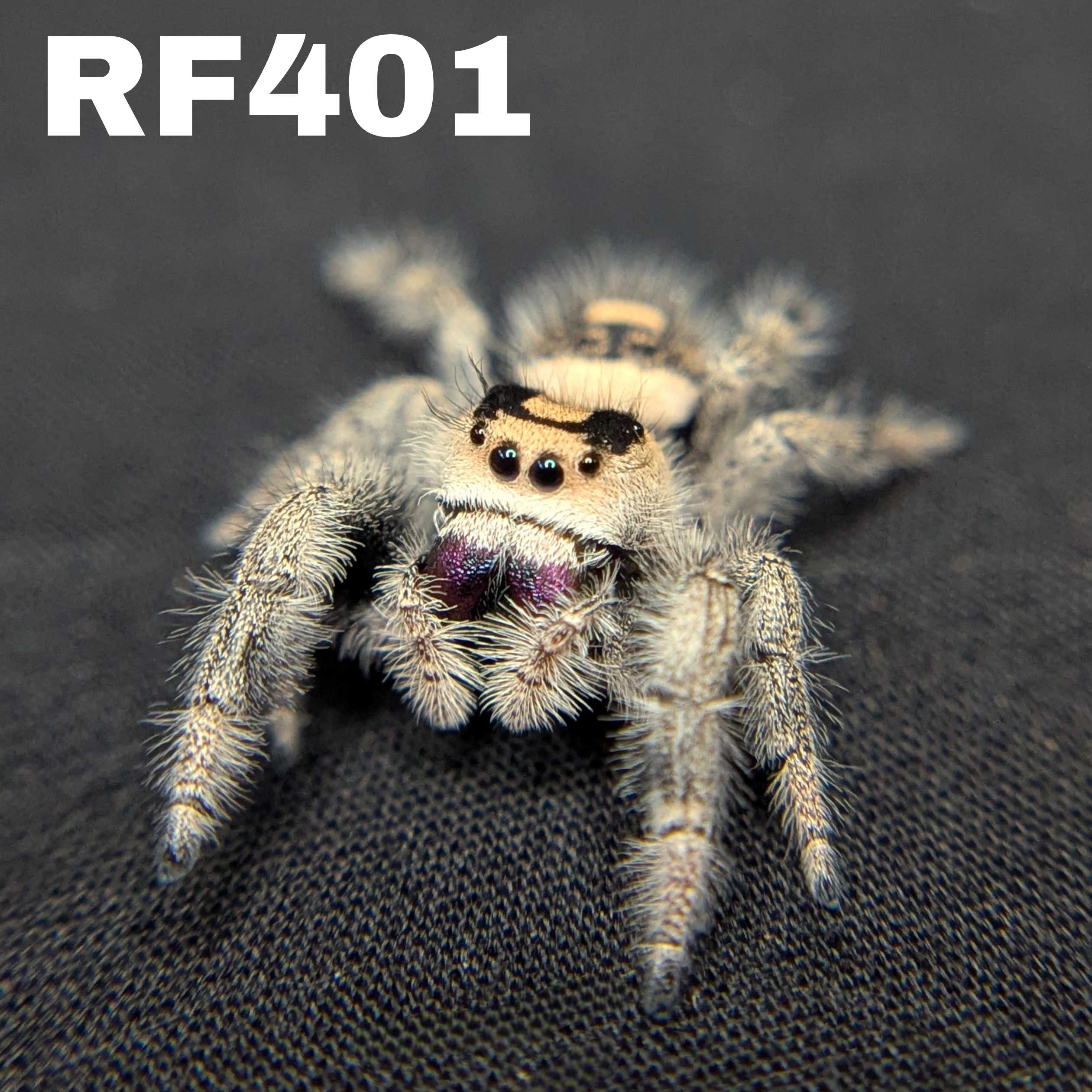 Regal Jumping Spider "Coven"
