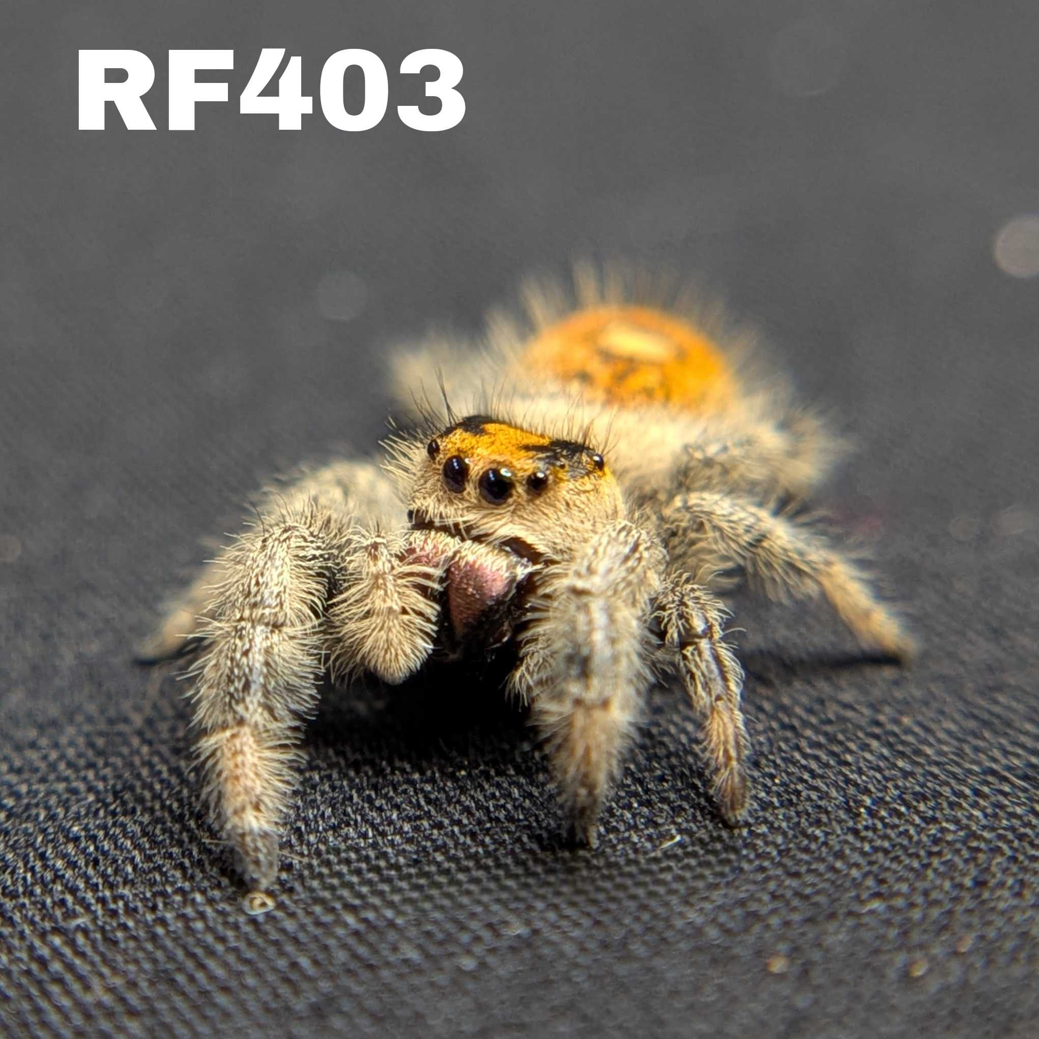 Regal Jumping Spider "Candy Corn"