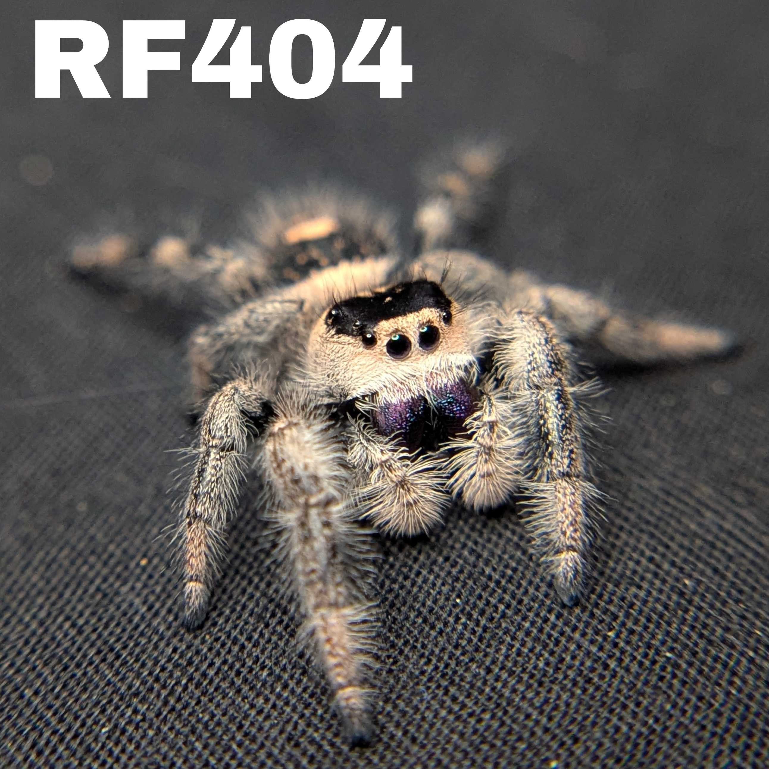 Regal Jumping Spider "Elvira"