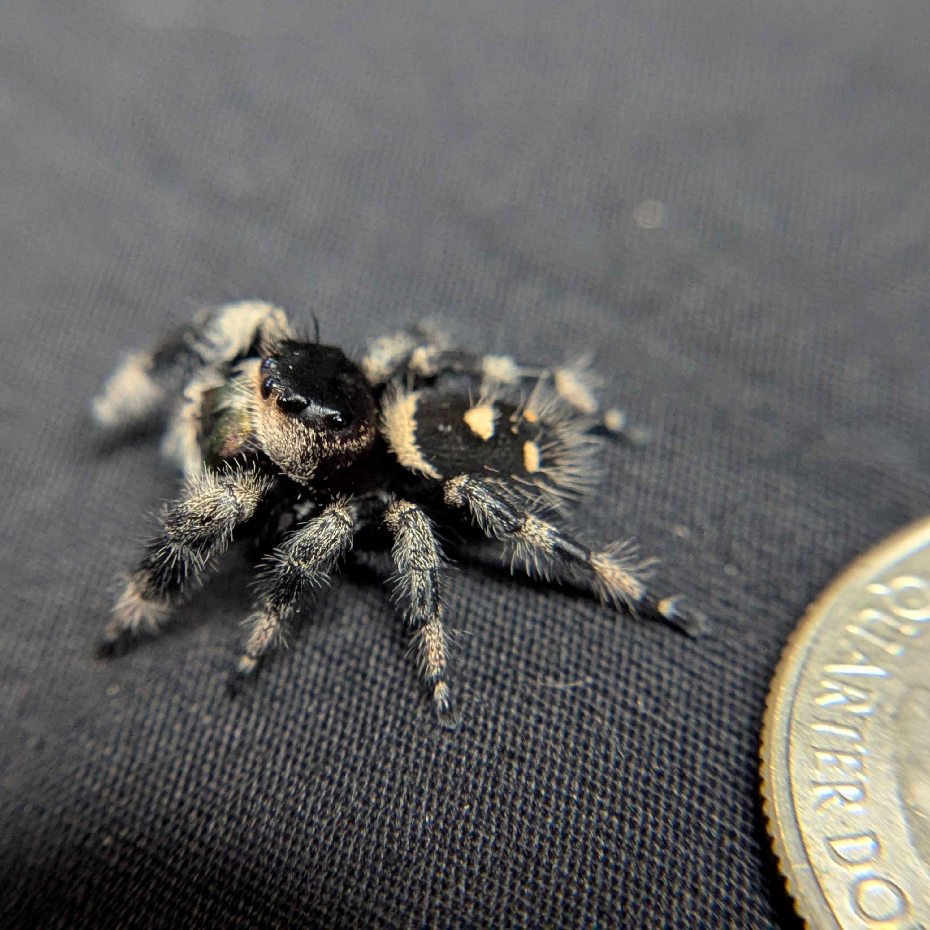 Regal Jumping Spider "Shadow"