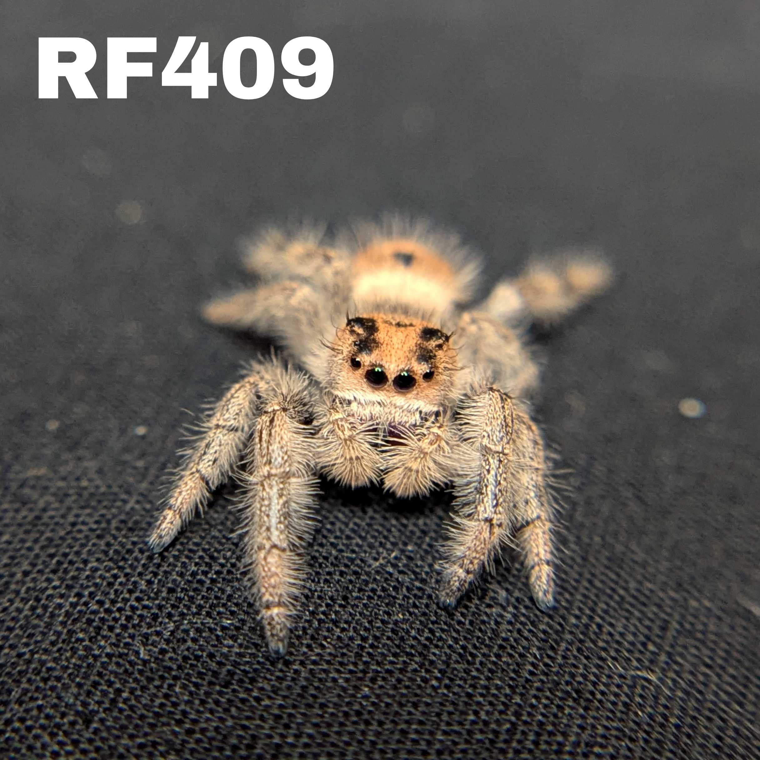 Regal Jumping Spider "Pocus"