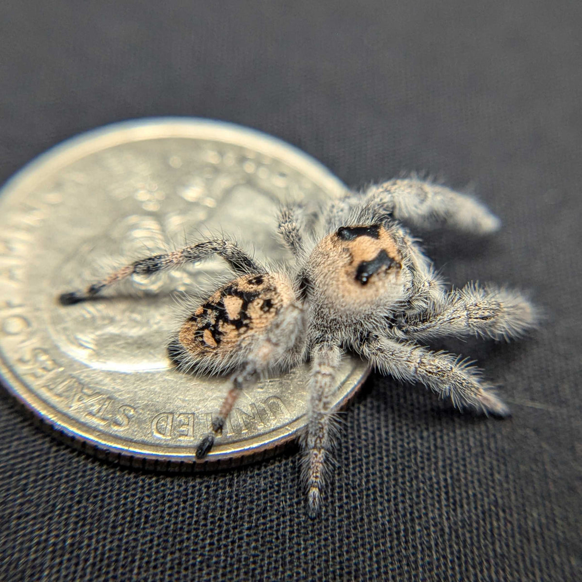 Regal Jumping Spider "Hazel"