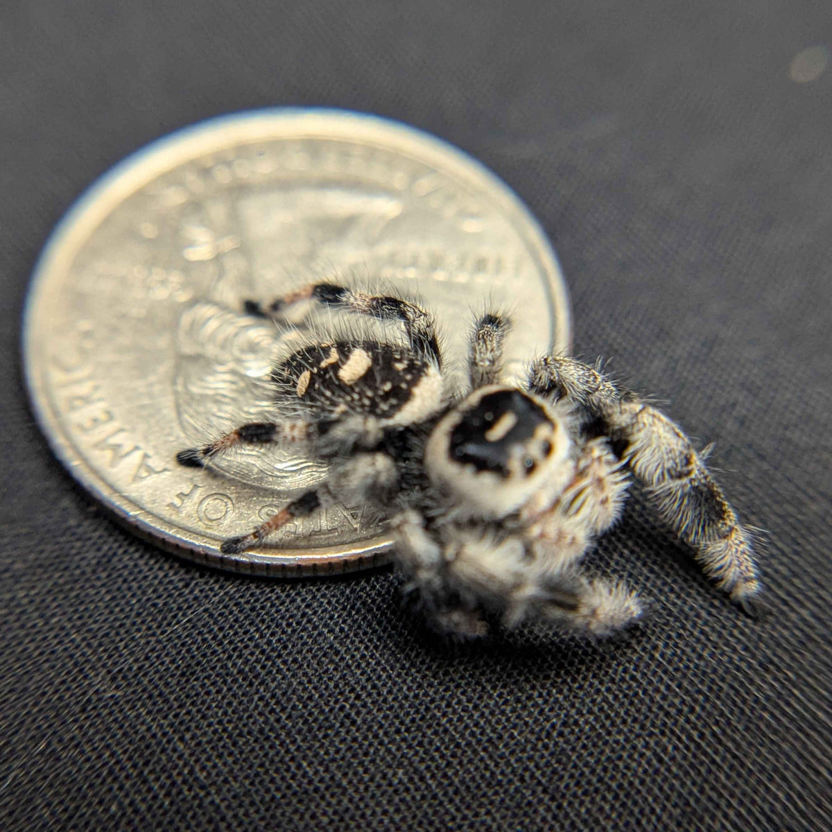 Regal Jumping Spider "Pepper"