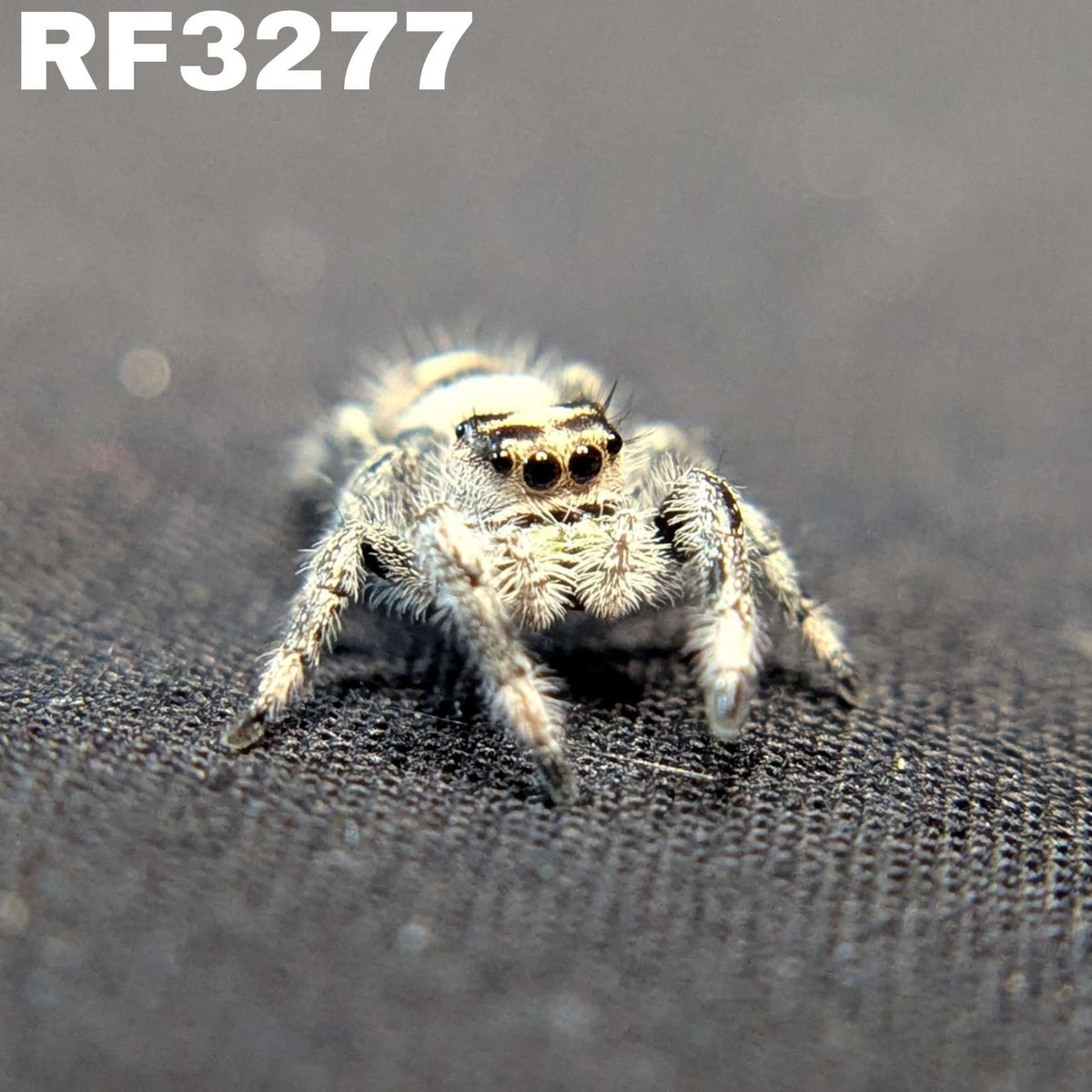 Regal Jumping Spider "Spell"