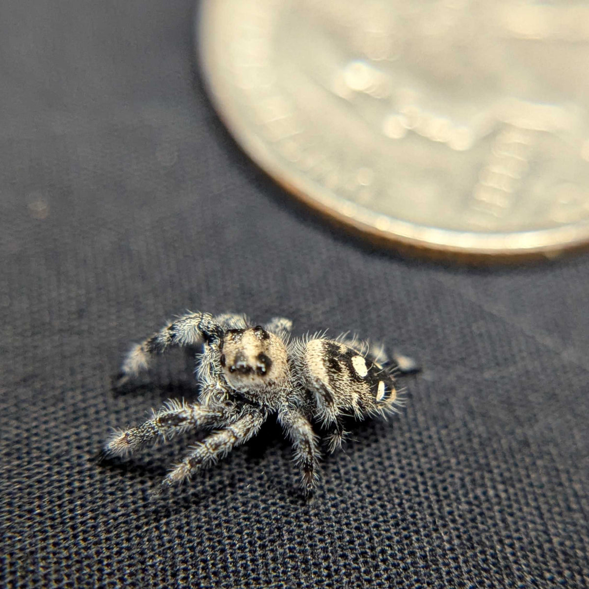 Regal Jumping Spider "Spell"