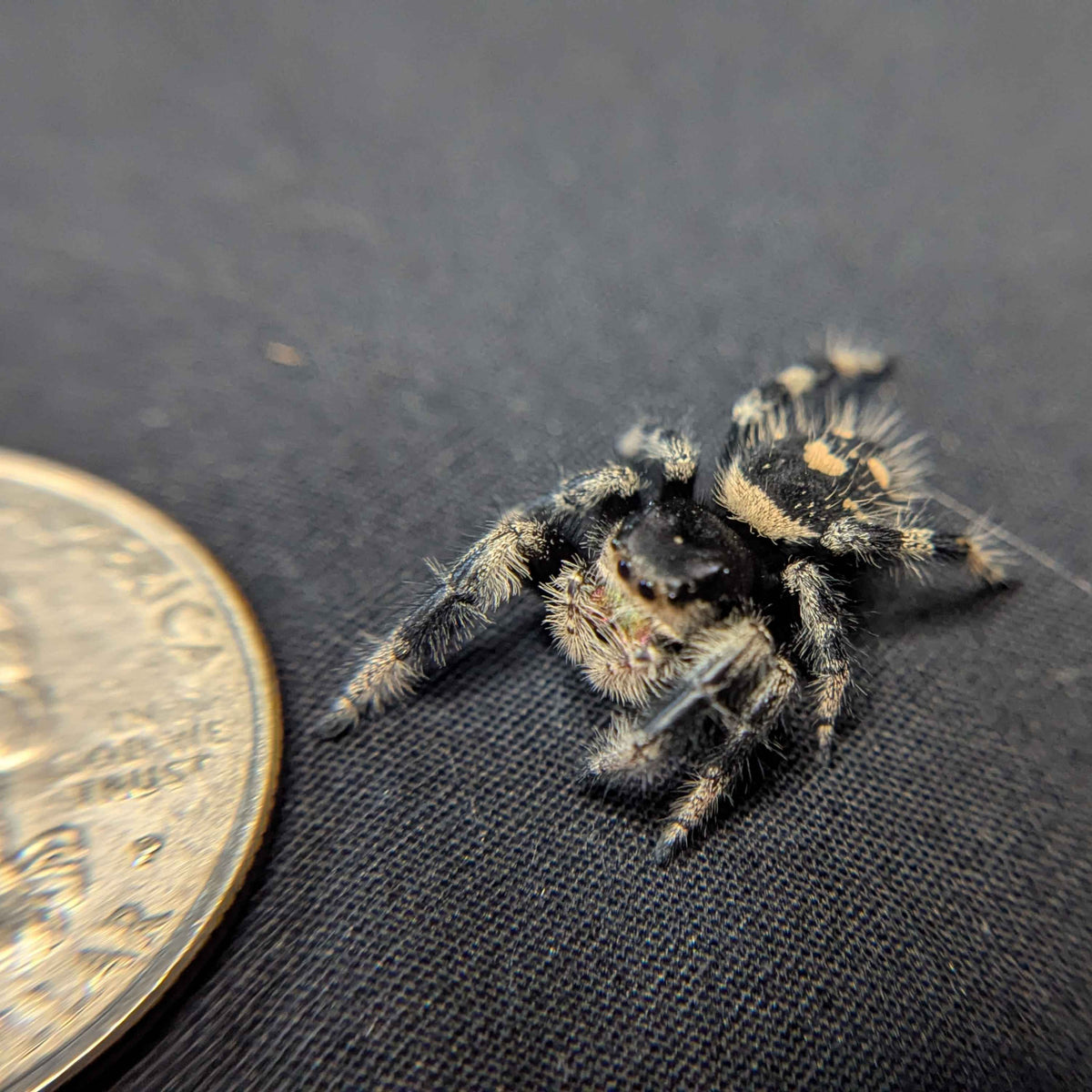 Regal Jumping Spider "Butternut"
