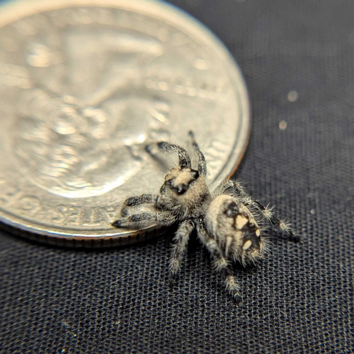 Regal Jumping Spider "Lucy”