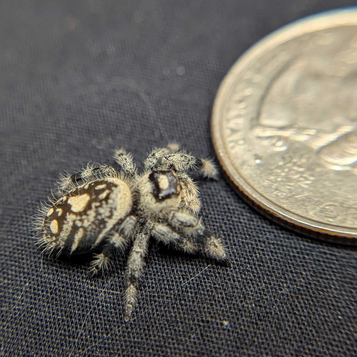 Regal Jumping Spider “Petal”