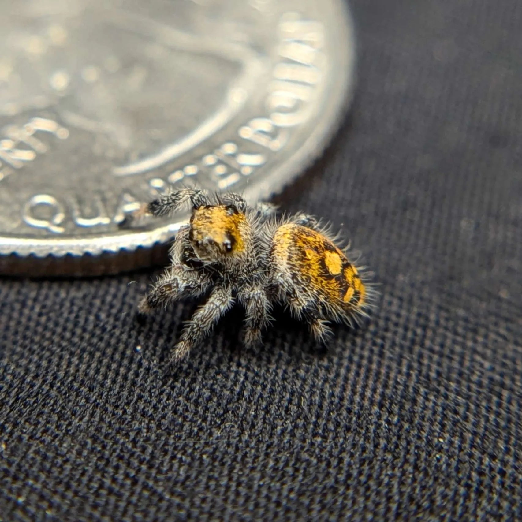 Female Regal Jumping Spider Bell, Side View