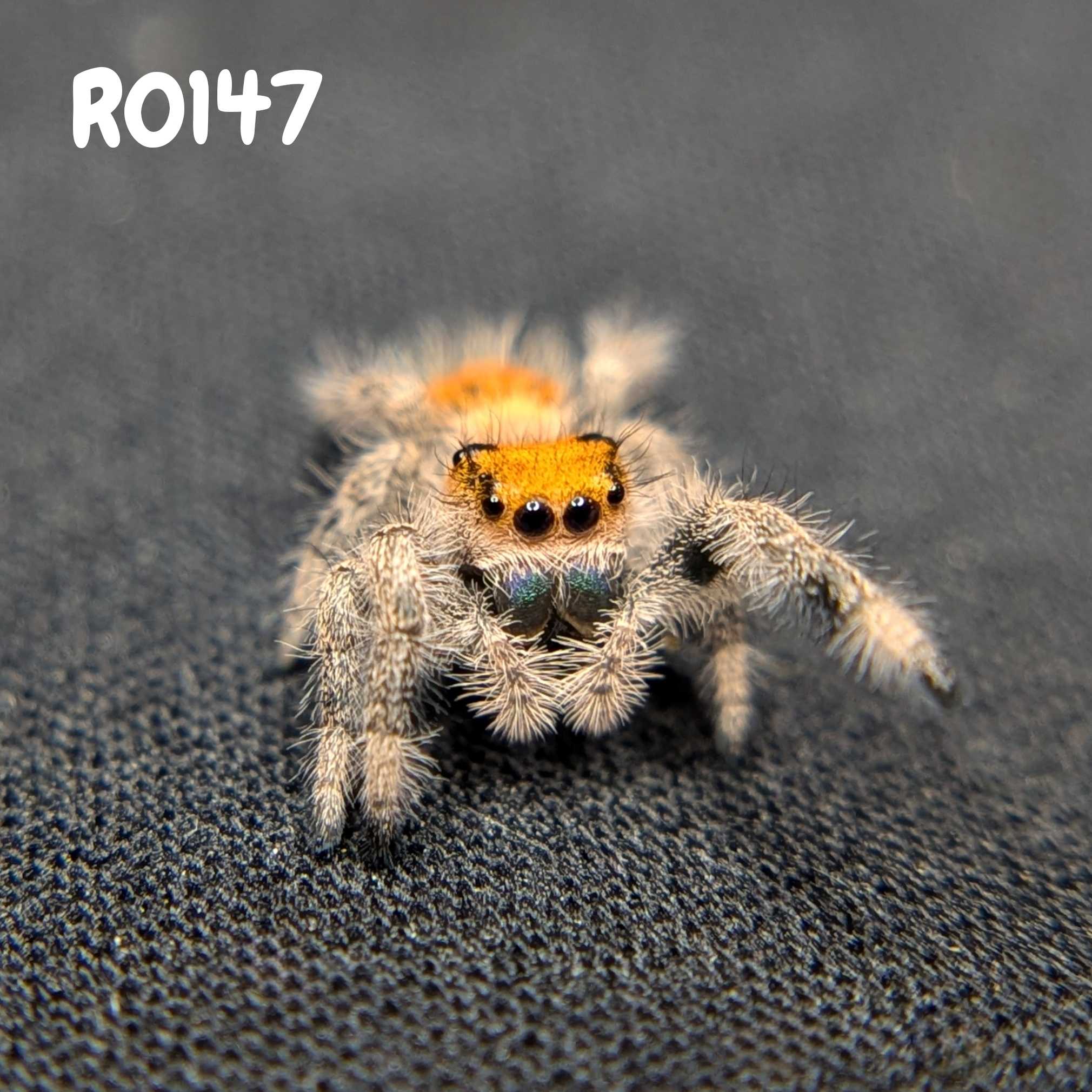 Female Regal Jumping Spider Mystique, SKU Code