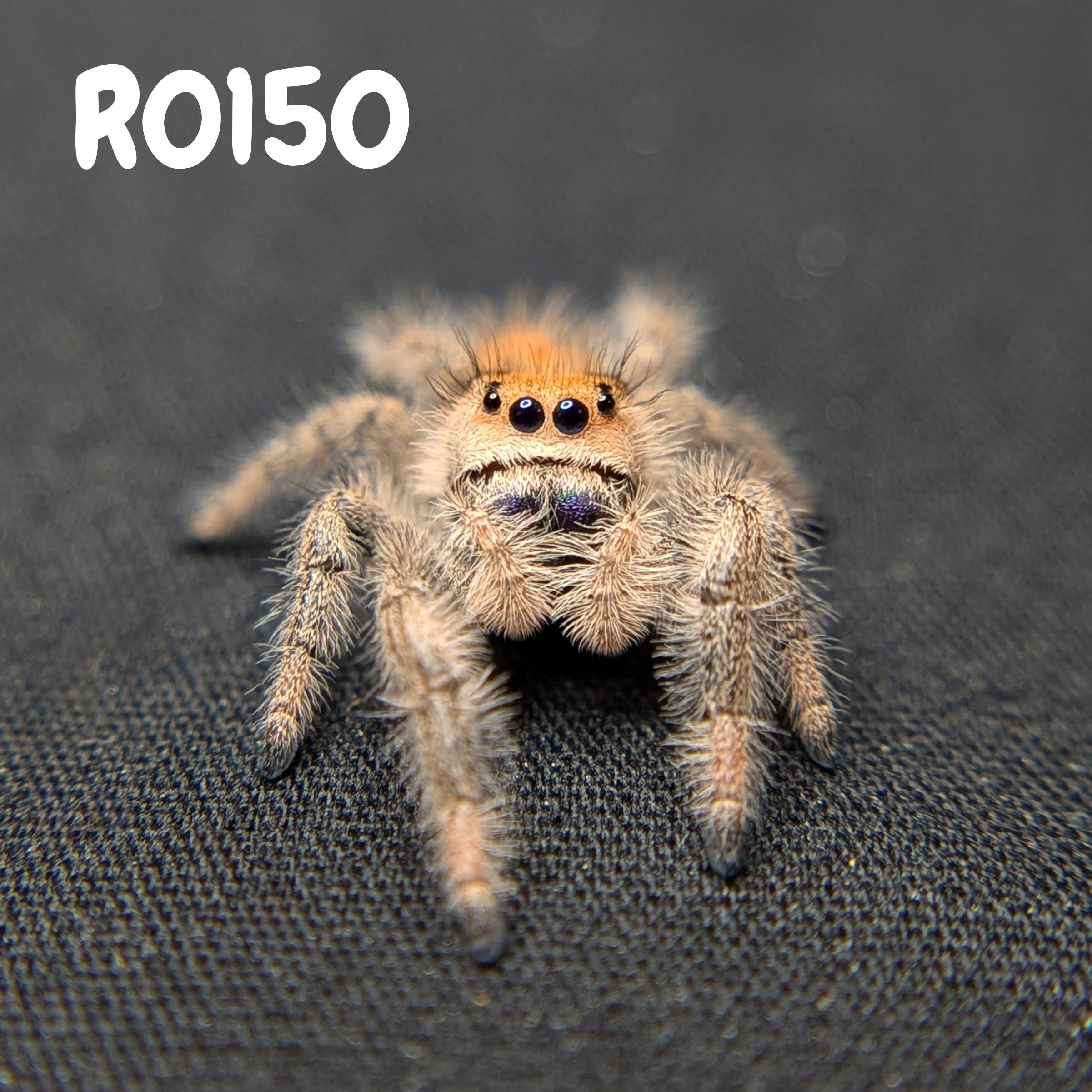 Female Regal Jumping Spider Sunkiss, SKU Code