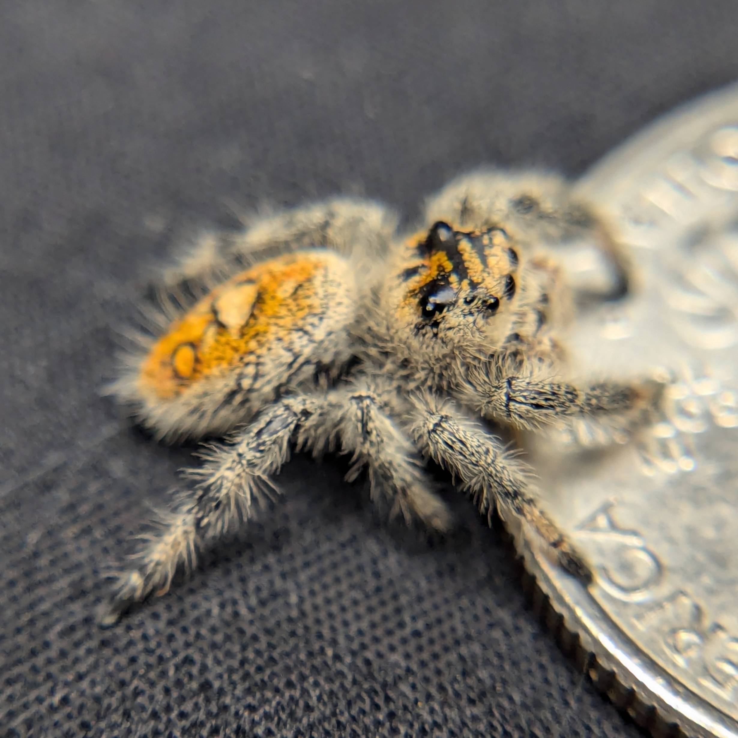 Female Regal Jumping Spider Tiger, Side View