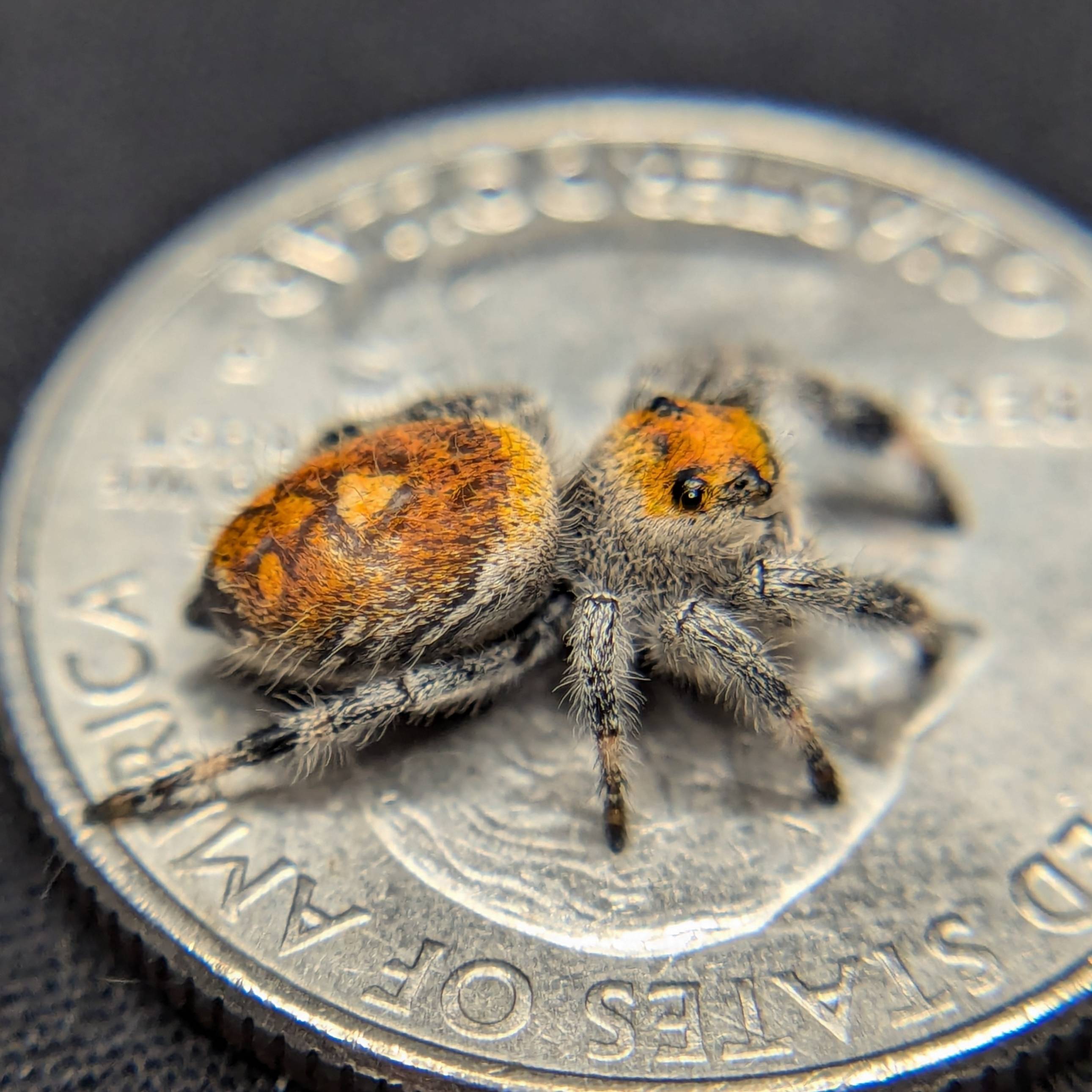 Female Regal Jumping Spider Marmalade, Side View