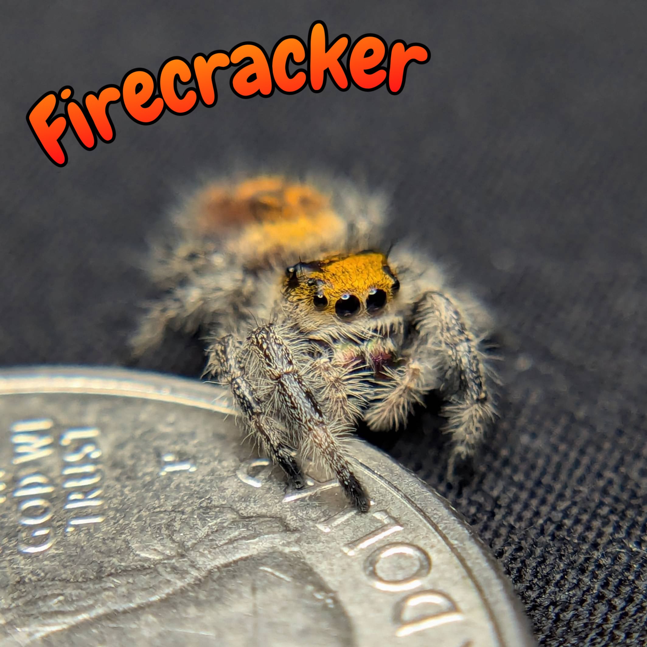 Female Regal Jumping Spider Firecracker, Front View
