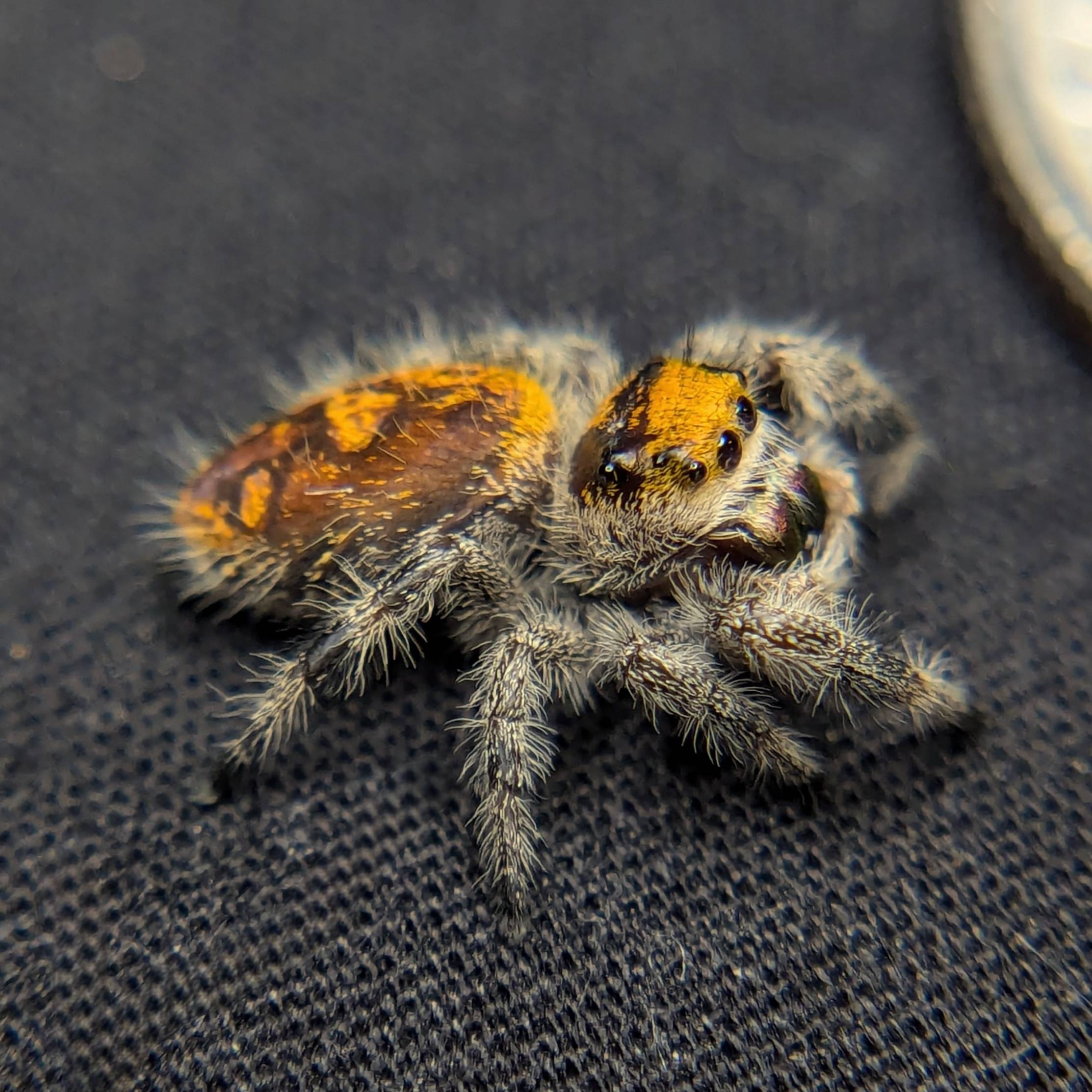 Female Regal Jumping Spider Firecracker, Side View