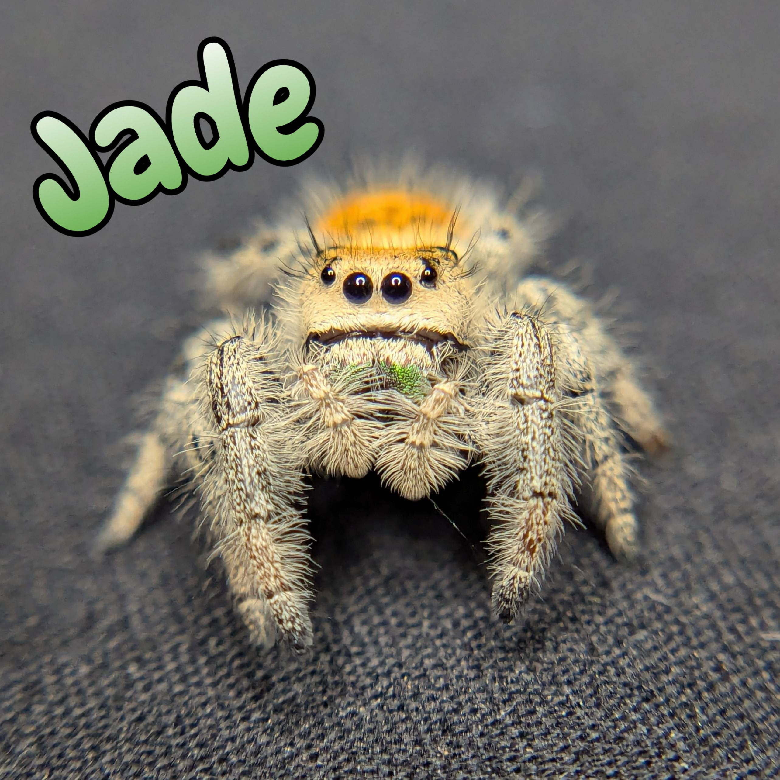Female Regal Jumping Spider Jade, Front View