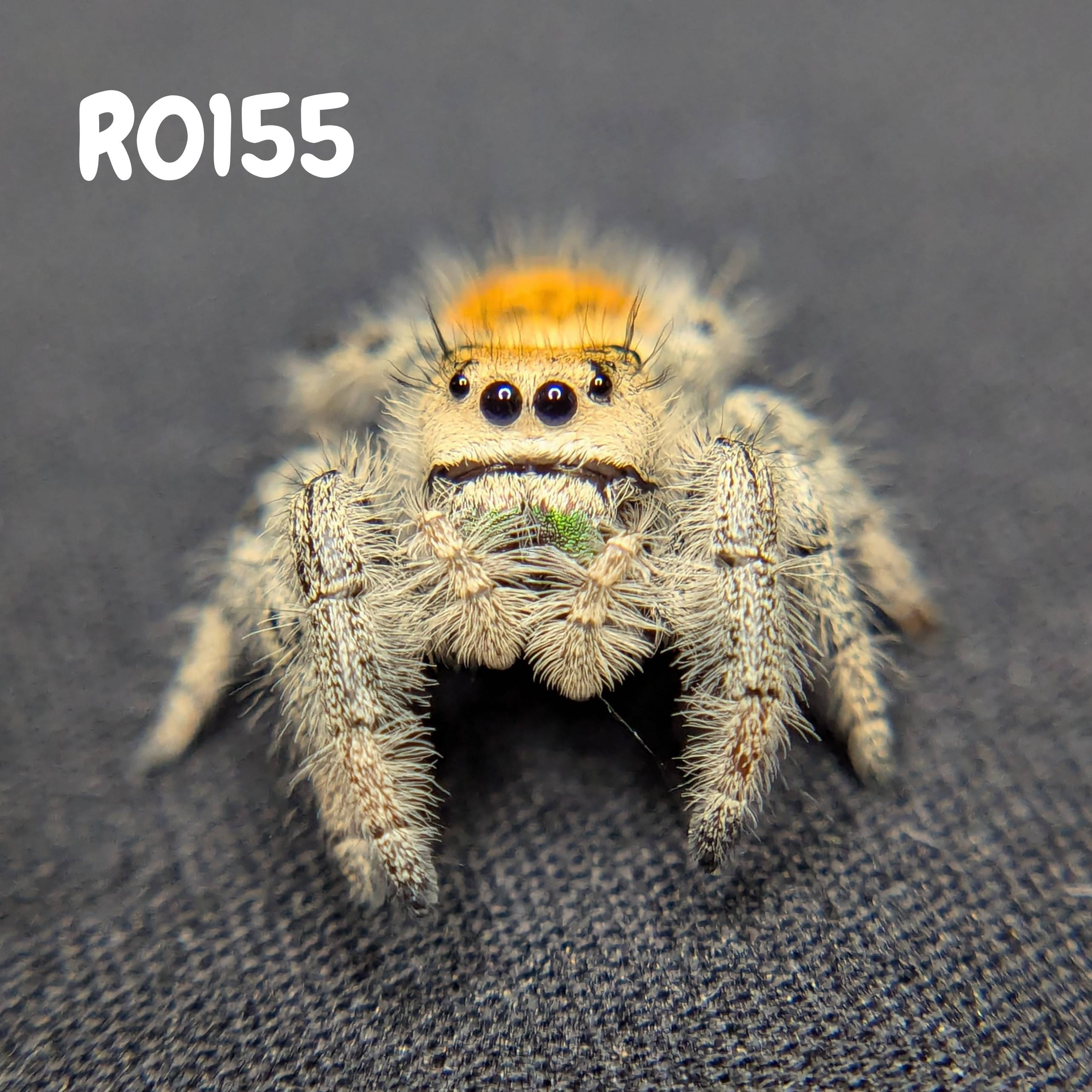 Female Regal Jumping Spider Jade, SKU Code