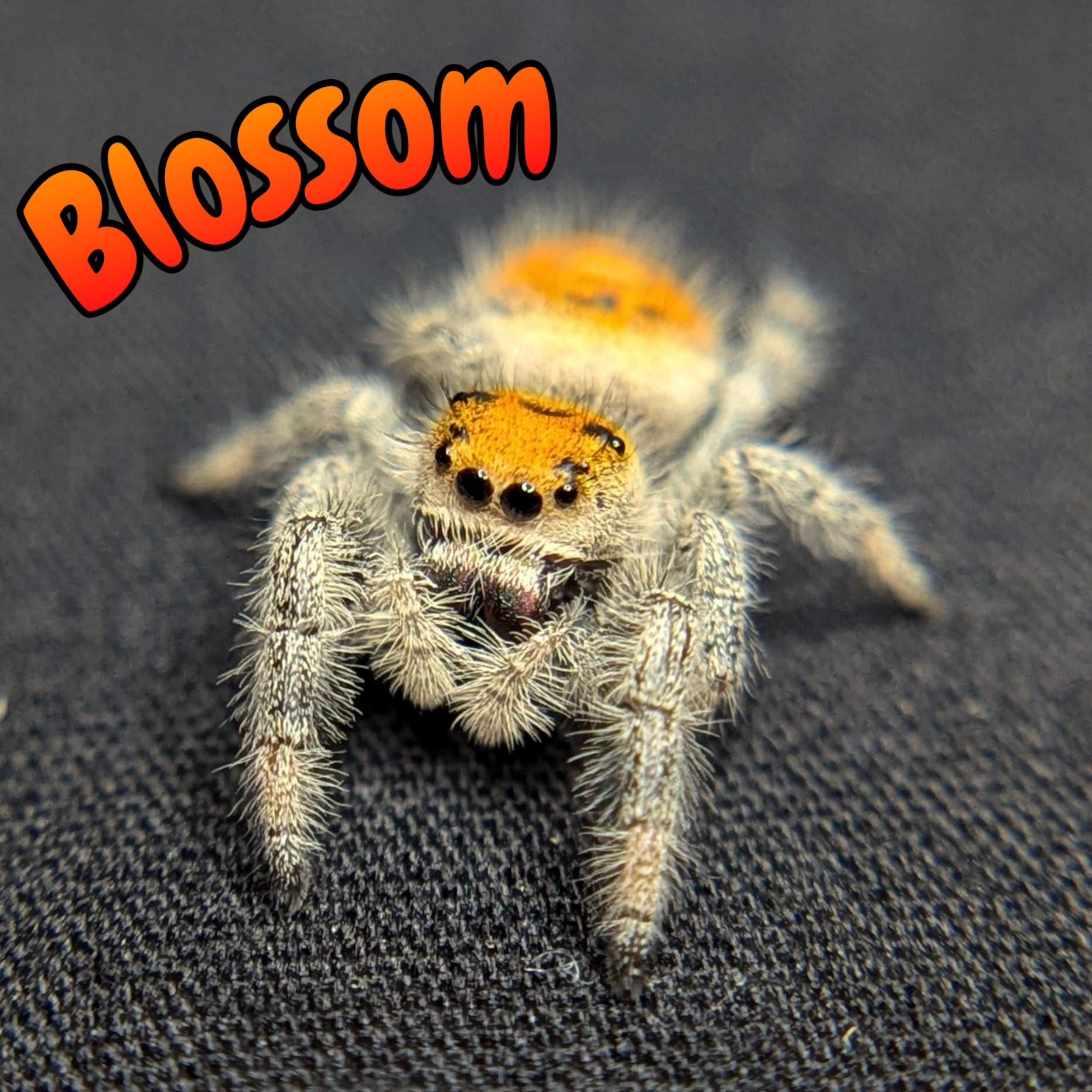 Female Regal Jumping Spider Blossom, Front View