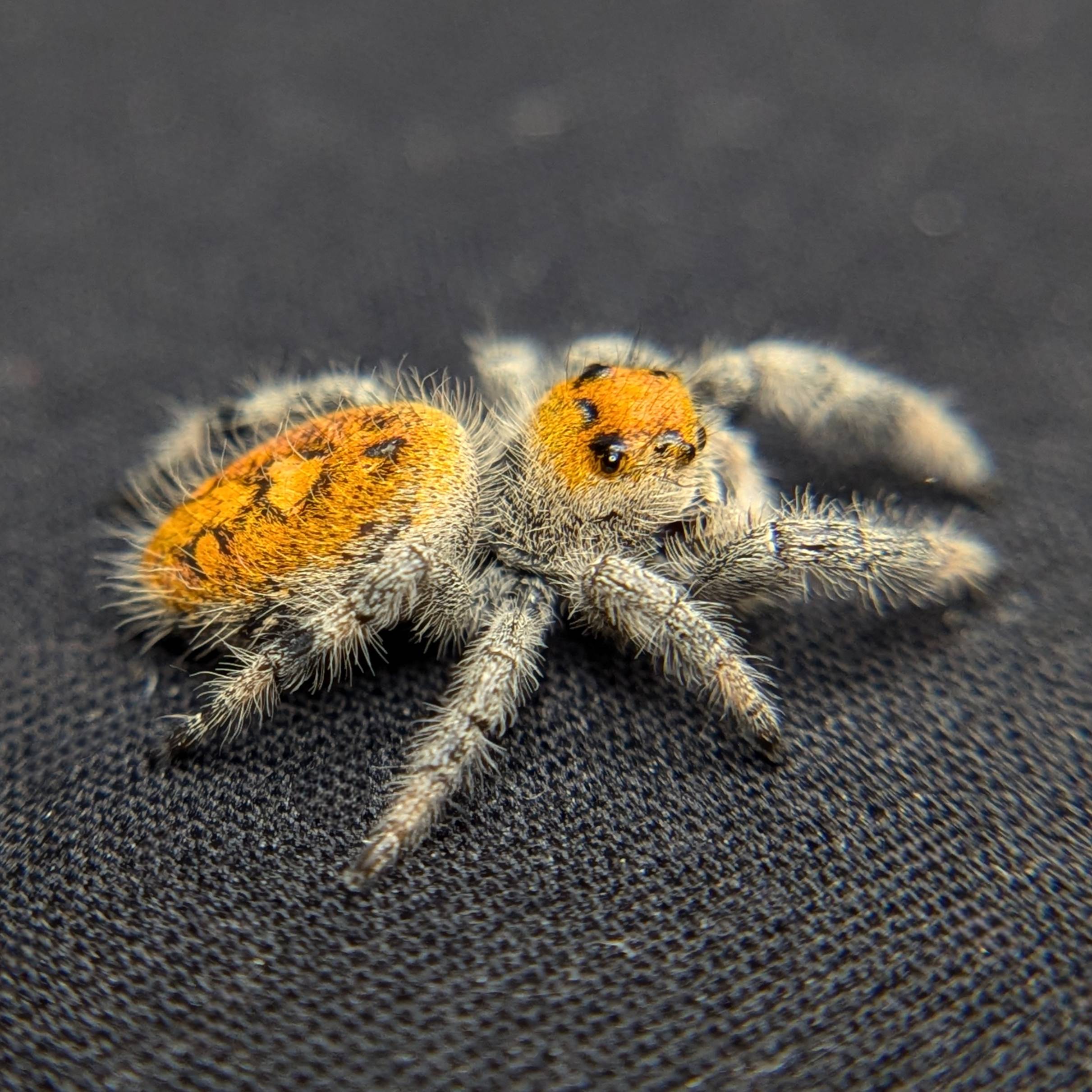 Female Regal Jumping Spider Blossom, Side View