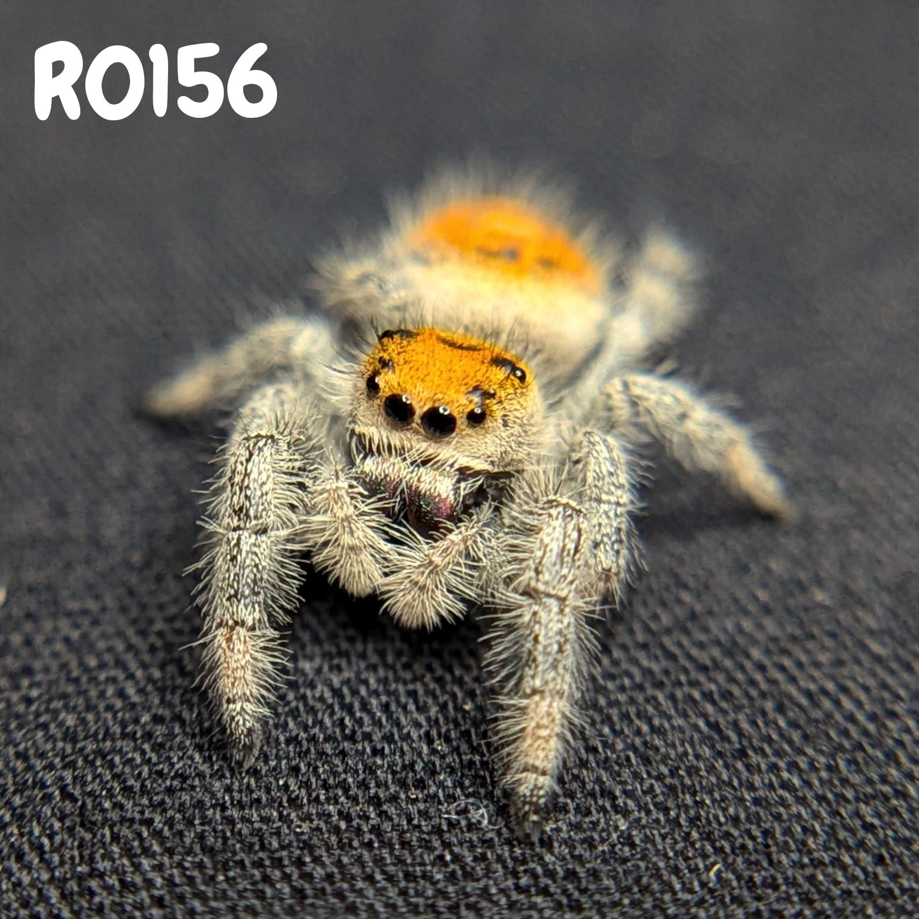 Female Regal Jumping Spider Blossom, SKU Code