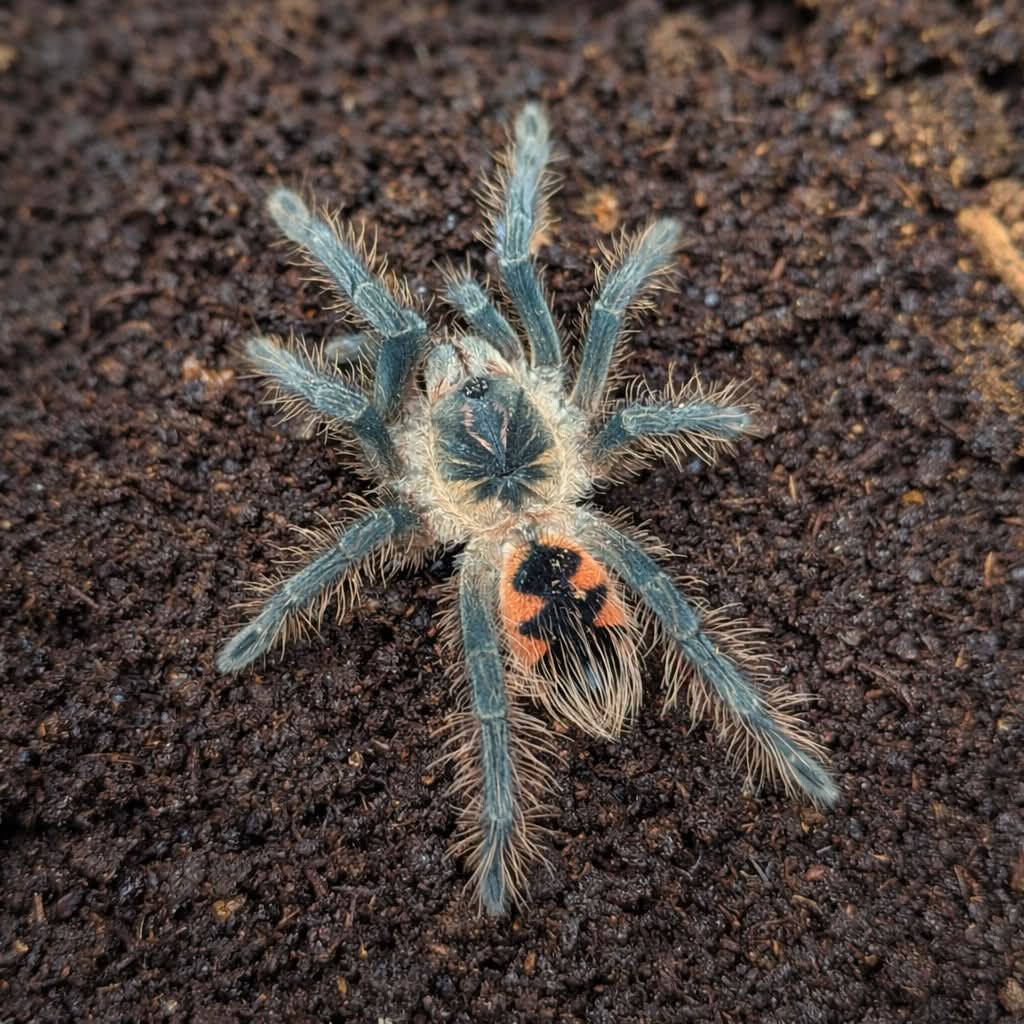 Close-up of a Ecuadorian Red Bloom Tarantula on dark soil