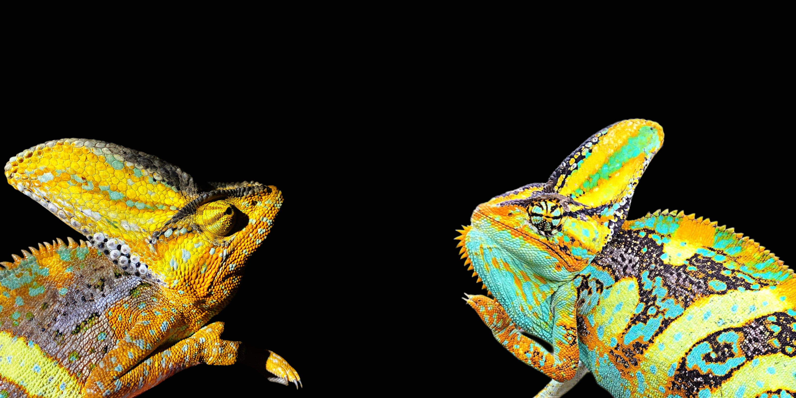 Repitles For Sale Desktop Title Image, Orange Veiled Chameleon, Very High Quality