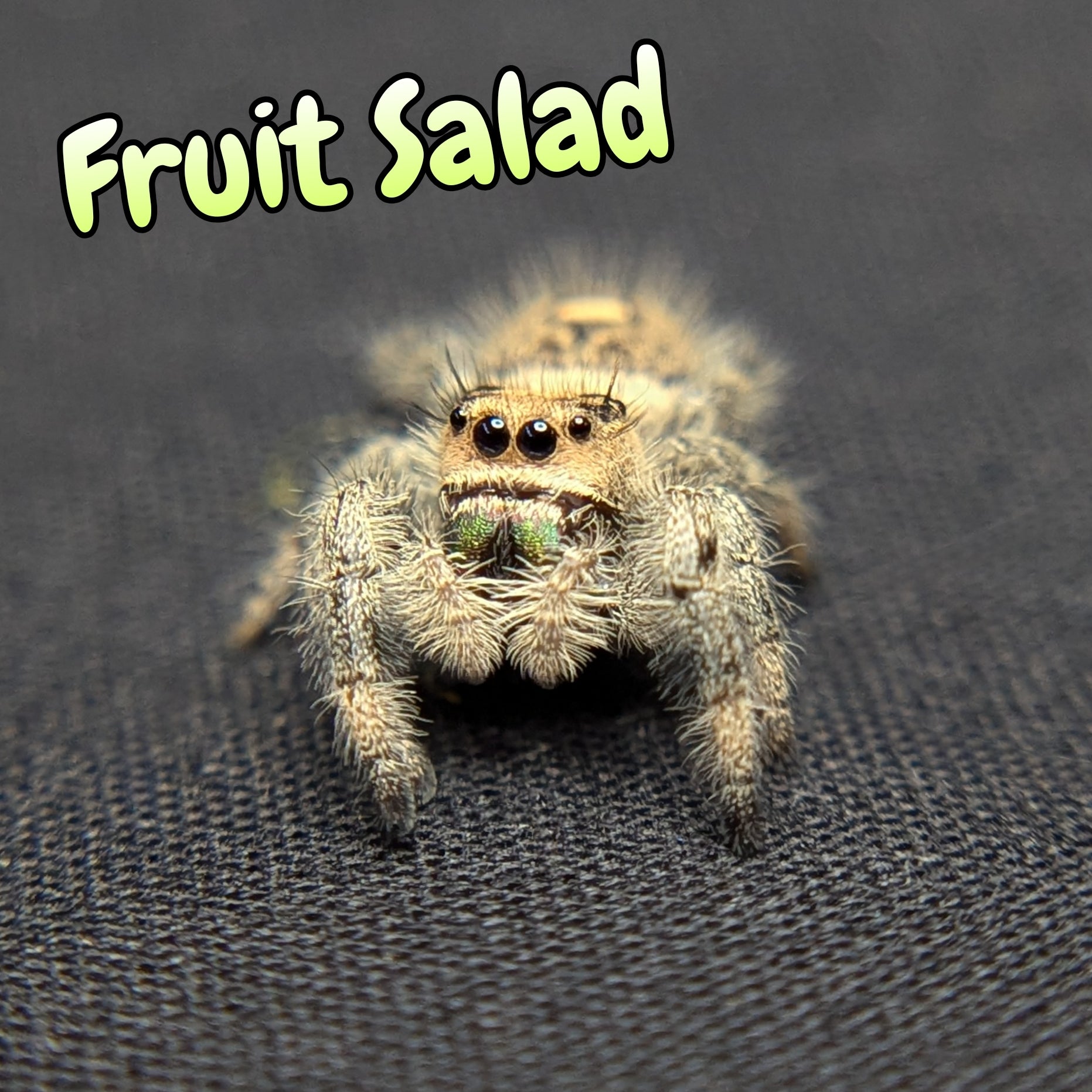 Regal Jumping Spider "Fruit Salad"