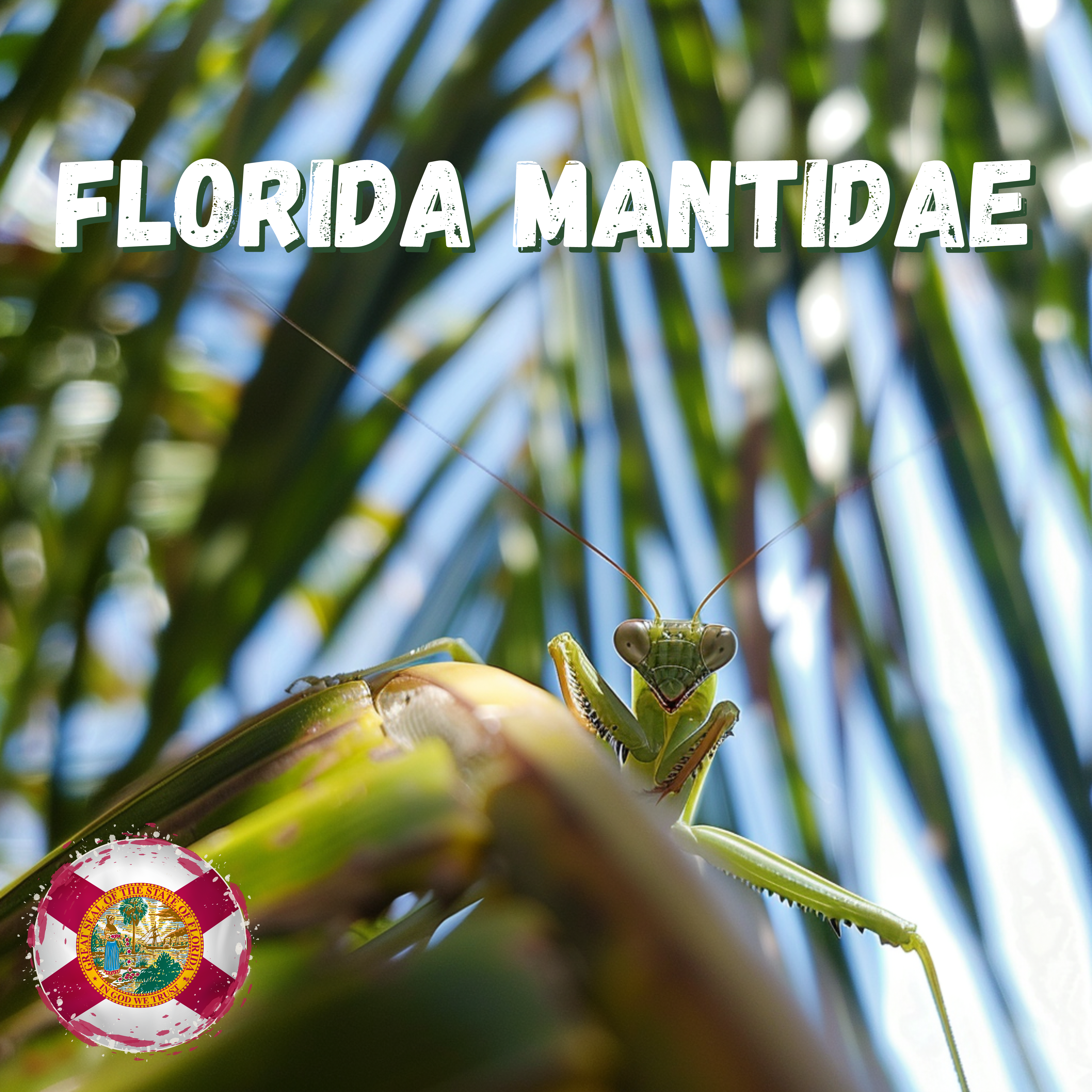 Florida Mantidae Diversity: A Survey of Praying Mantises in Florida