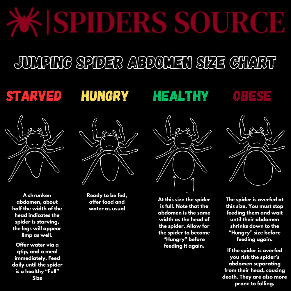 Spider Source By Nicholas Spiller