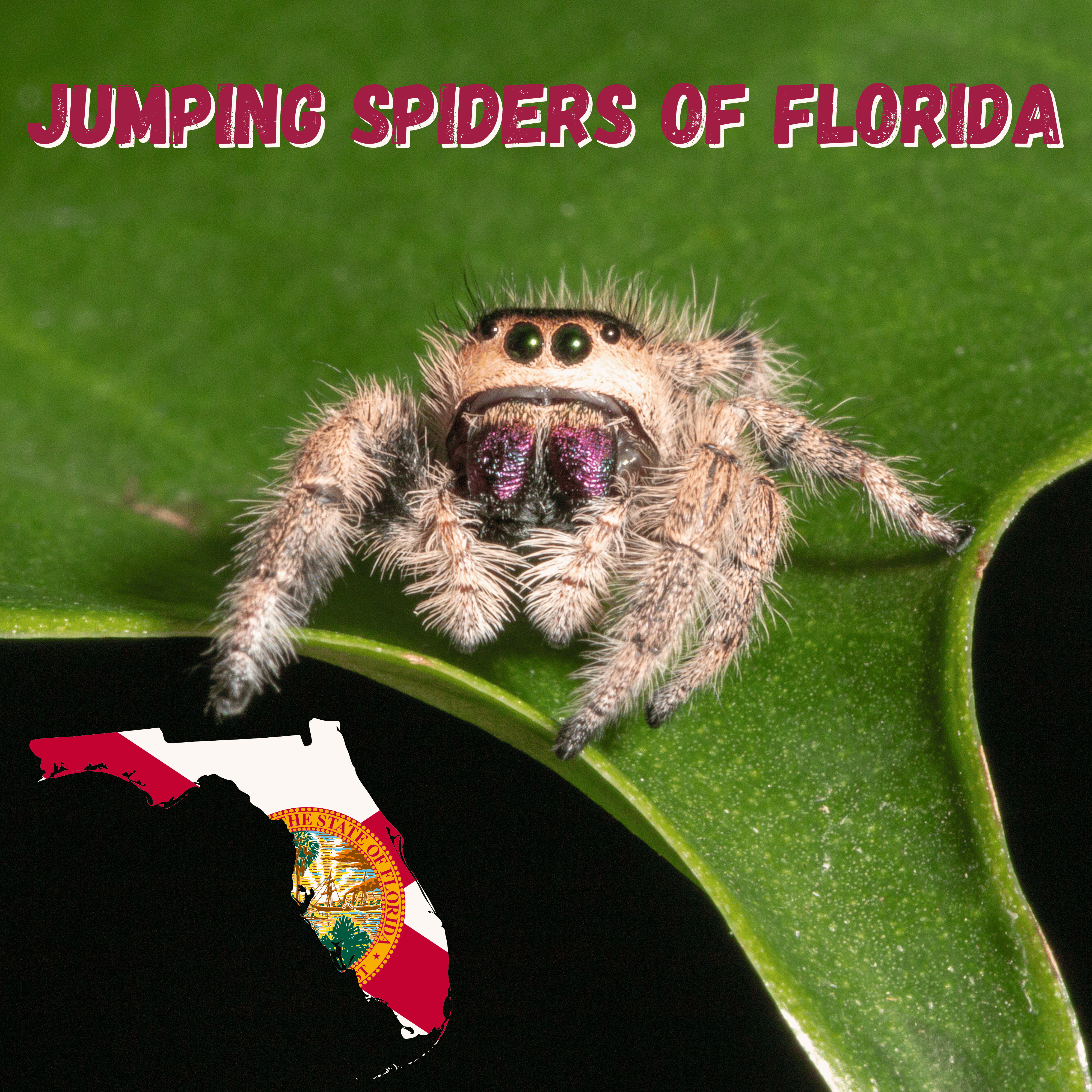 Jumping Spiders of Florida: A Comprehensive Taxonomic List