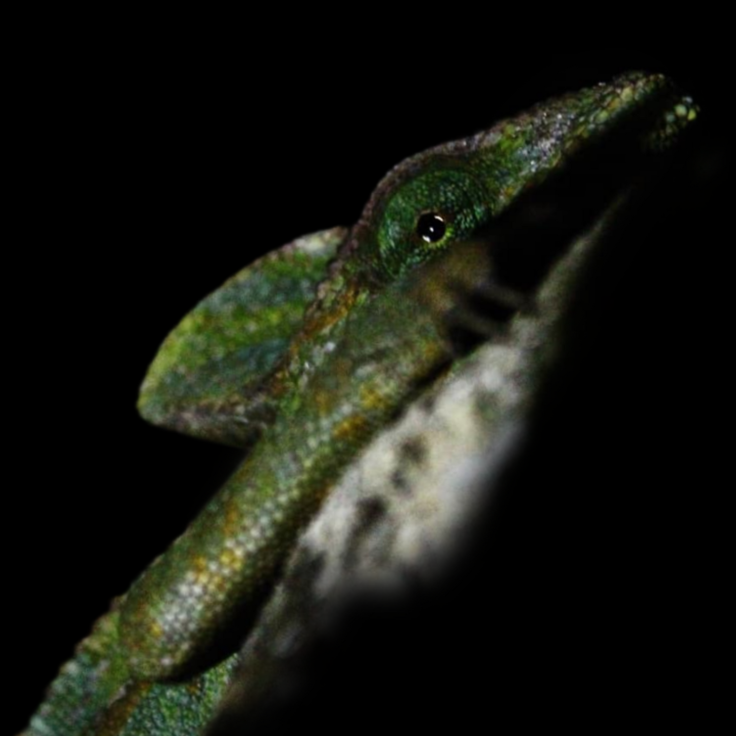 Veiled Chameleon (Chamaeleo calyptratus) Care Sheet