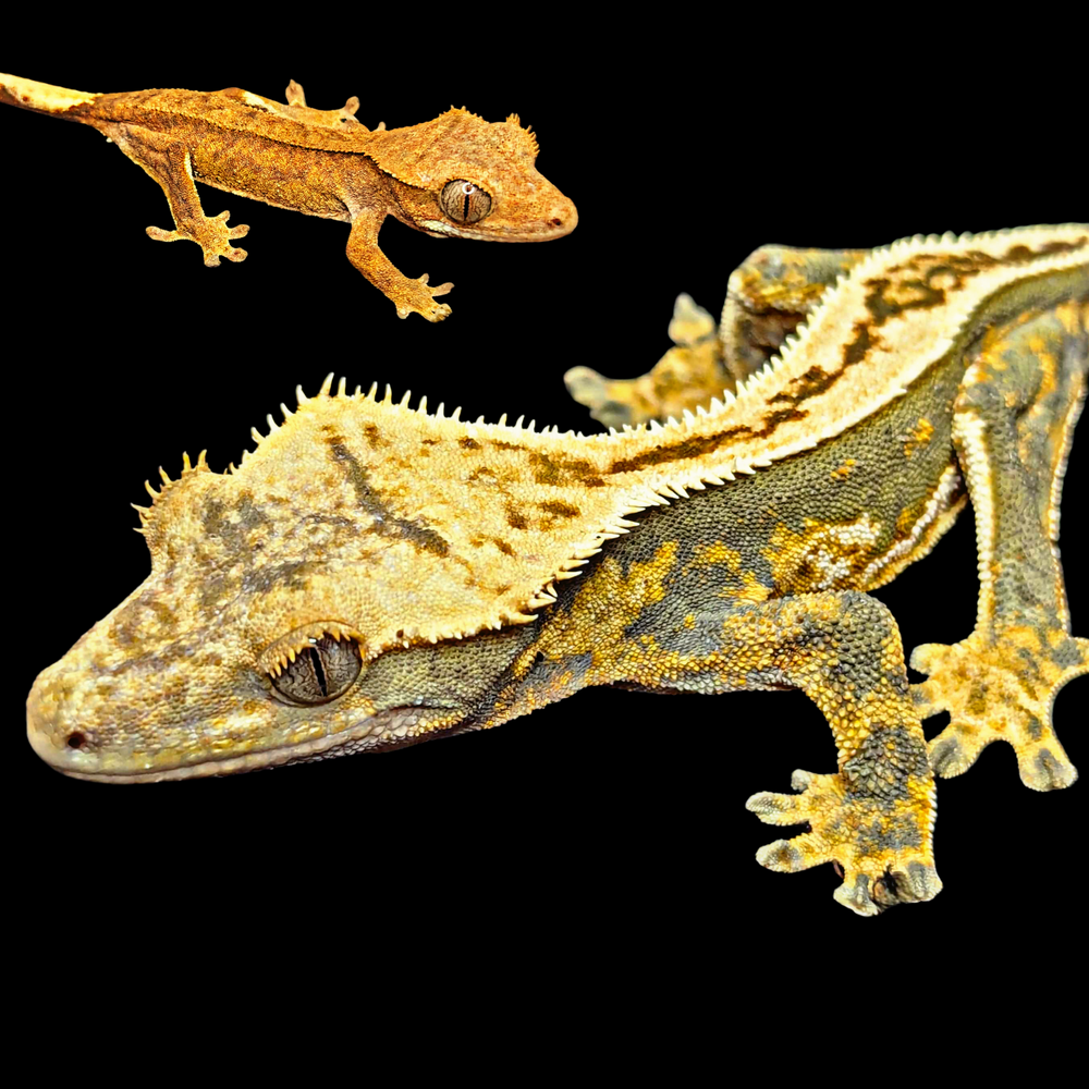 Crested Geckos