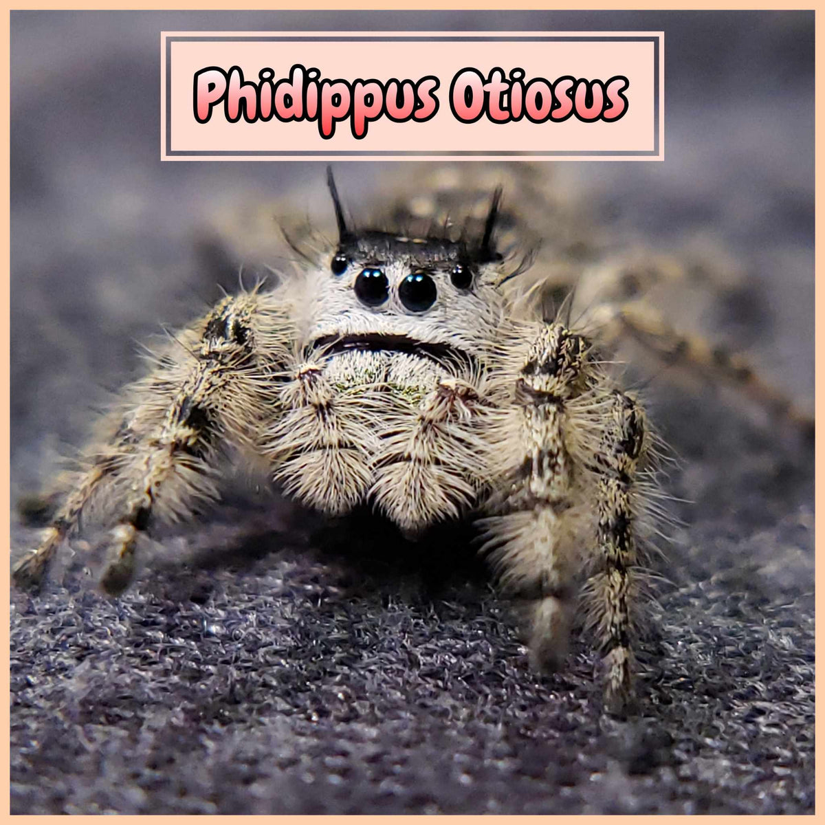 Jumping Spider Collection E3767C51-5D04-46C9-A7A3-DDFB6A4D85EA.jpg?v=1701051726&width=2048