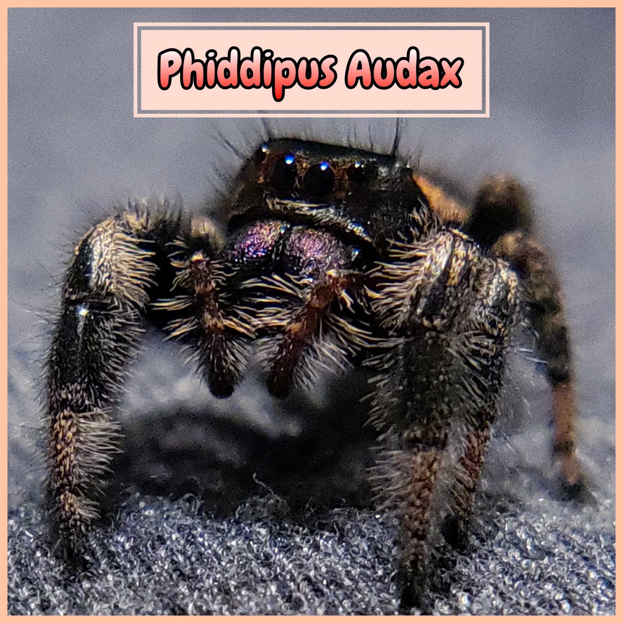 Spider  timothy-dykes-u0VVgs8YjYI-