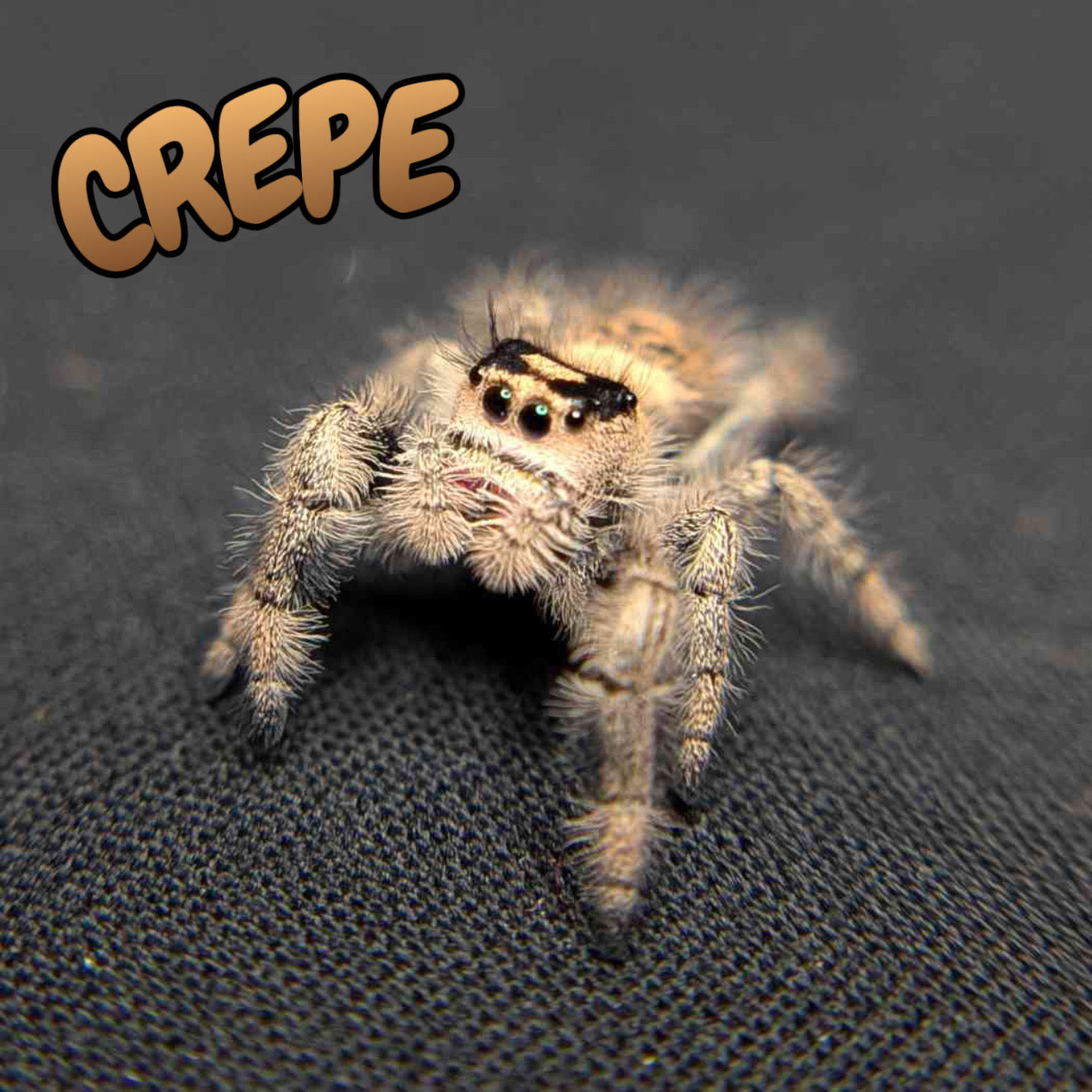 Regal Jumping Spider "Crepe"