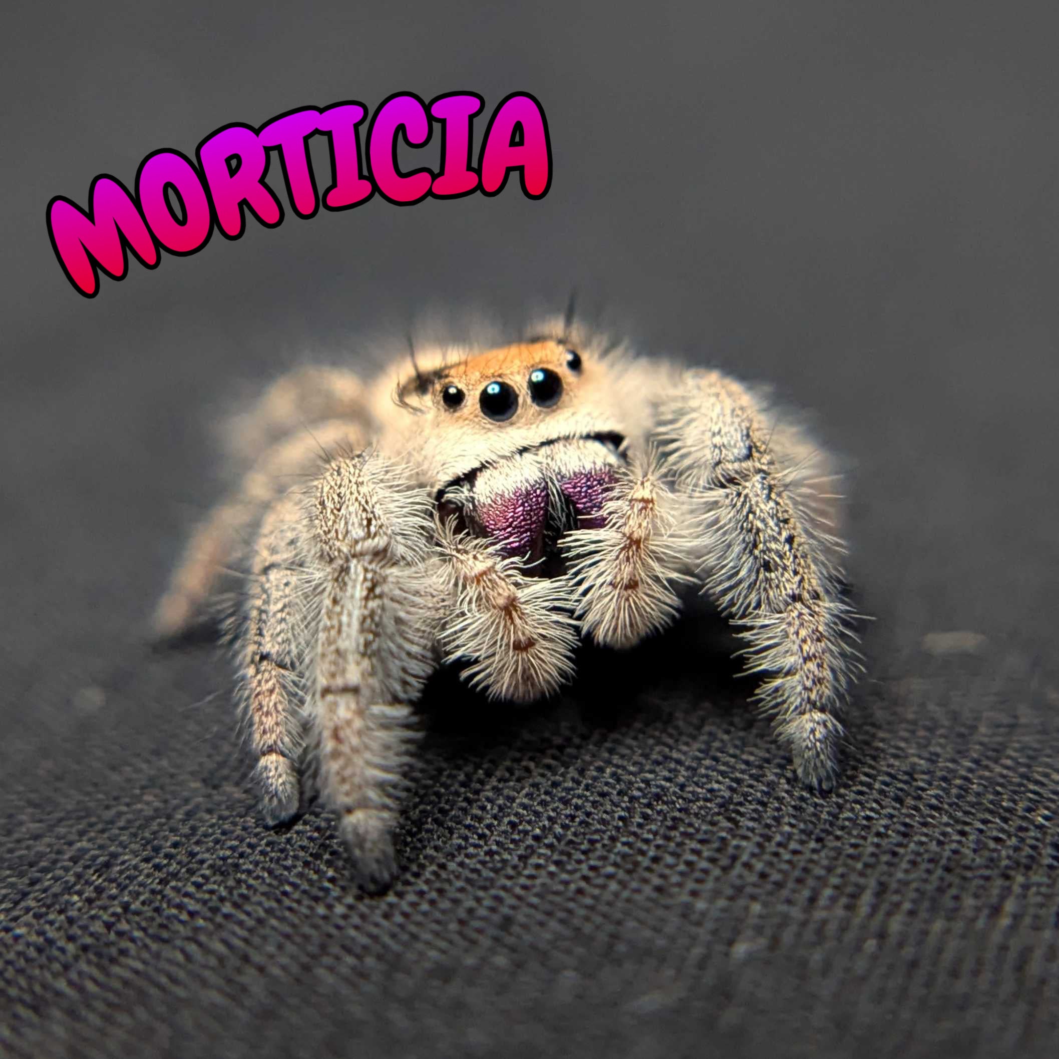 Regal Jumping Spider "Morticia"