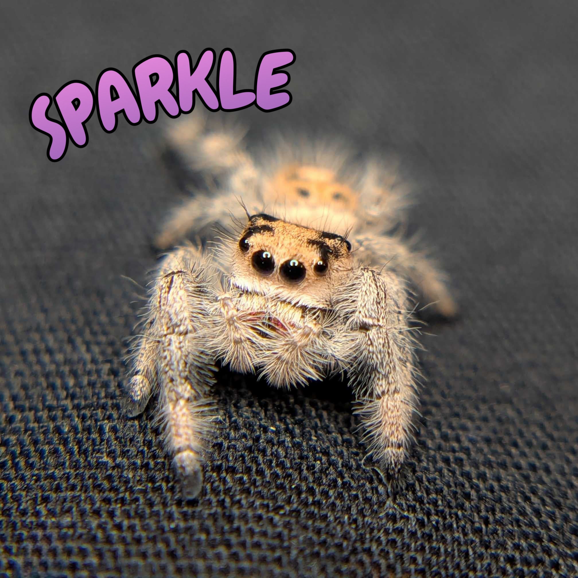 Regal Jumping Spider "Sparkle"