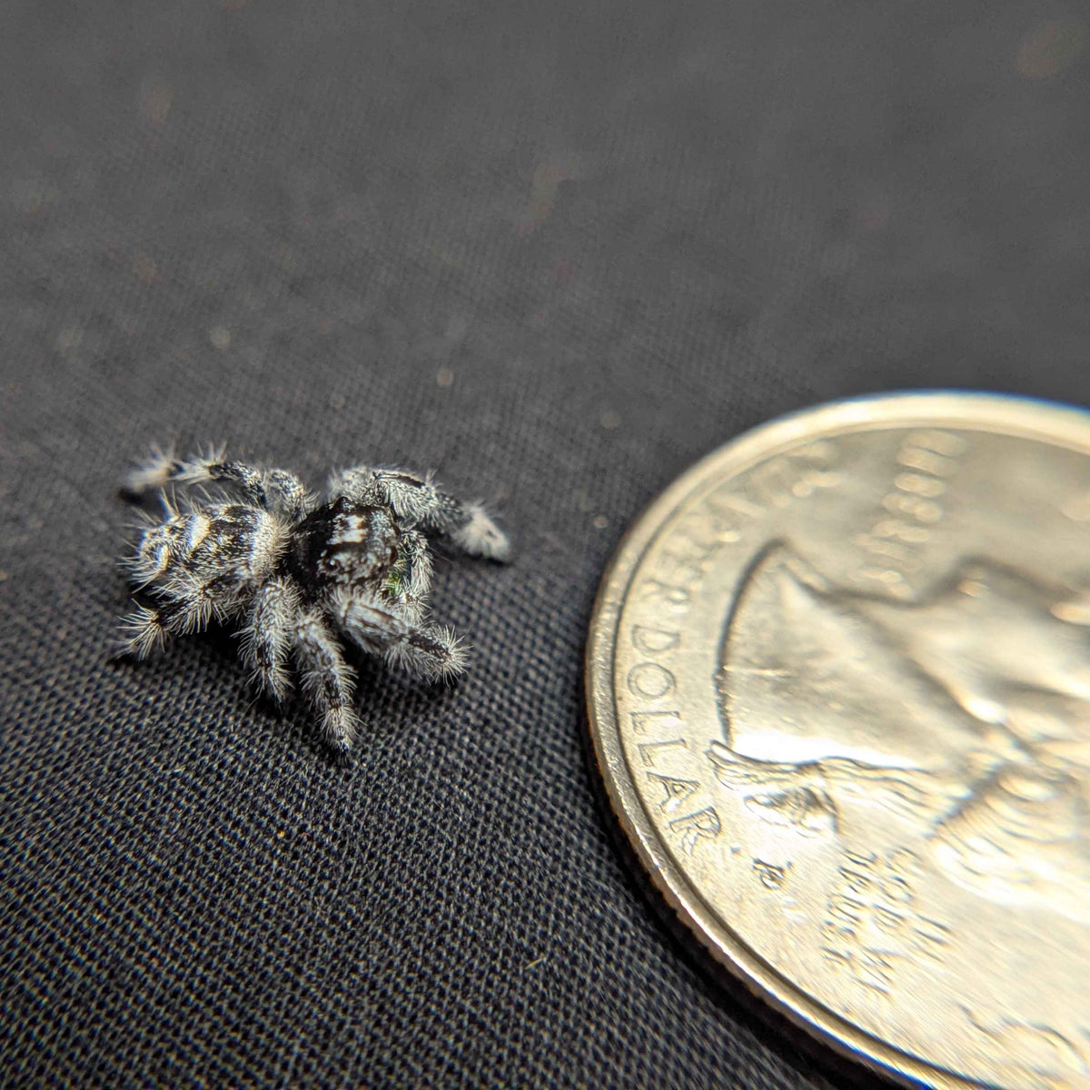 Audax Jumping Spider "Oreo”