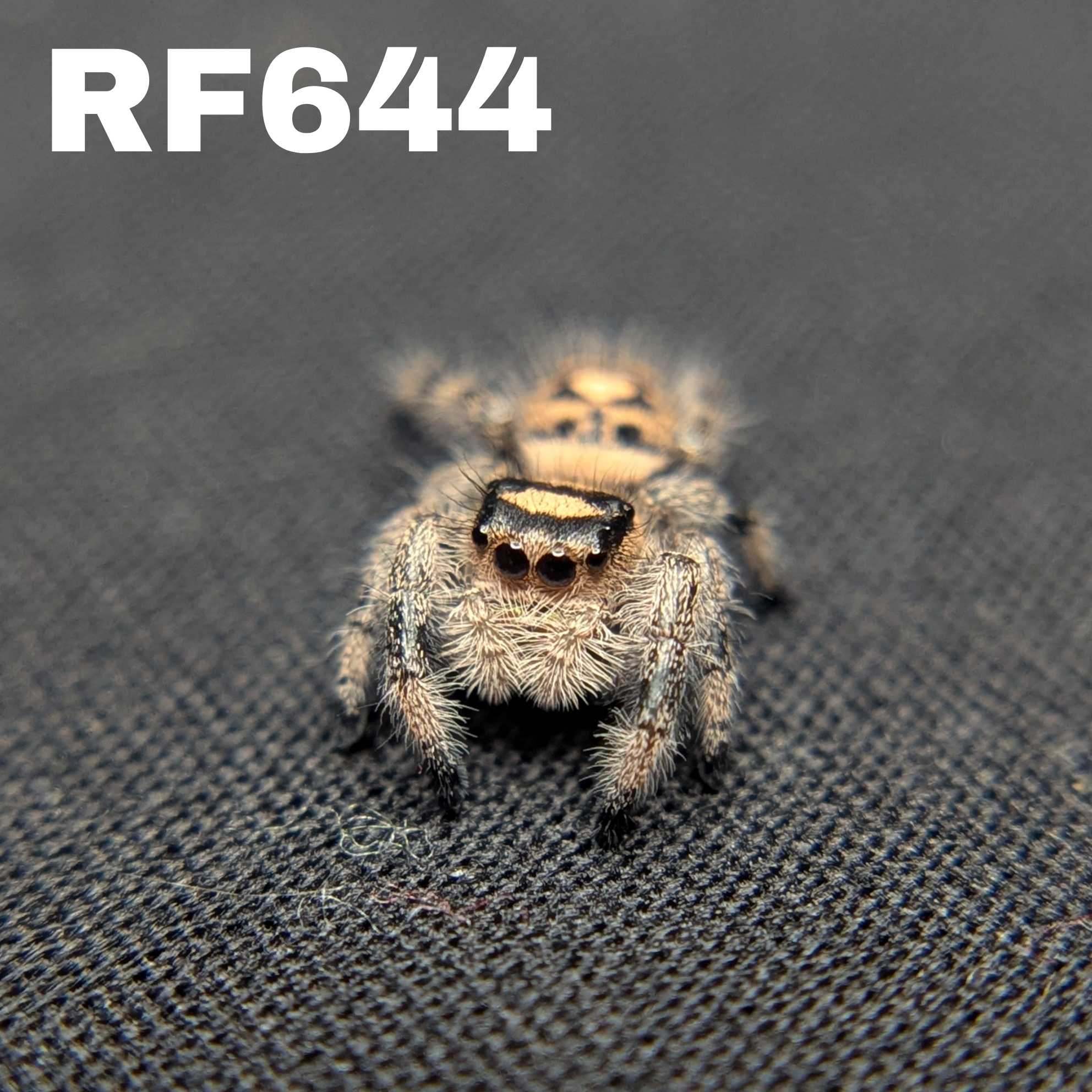 Regal Jumping Spider “Apple Crisp”